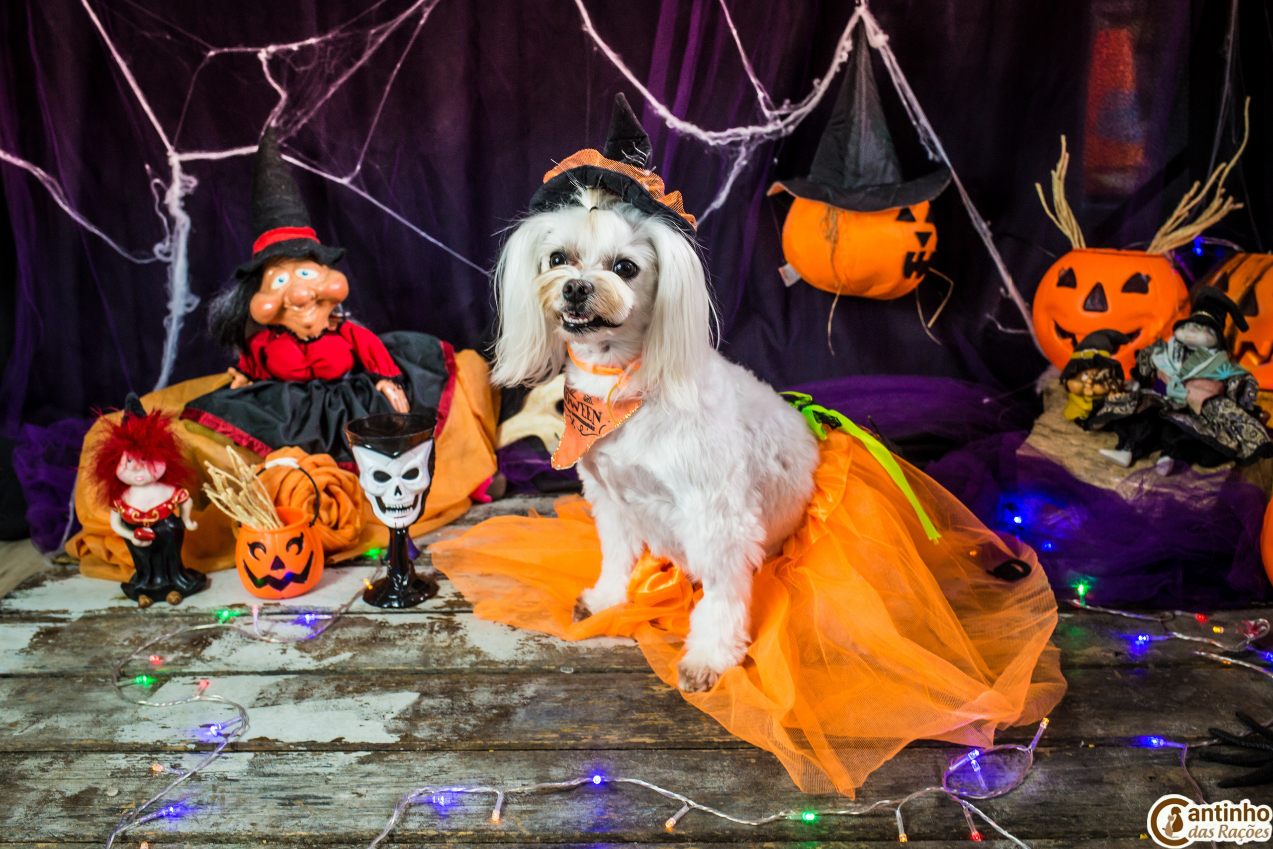 Hallowen — 2020 Doces ou travessuras. Fotografia Pet — estúdio, eventos, aniversários, ensaios temáticos