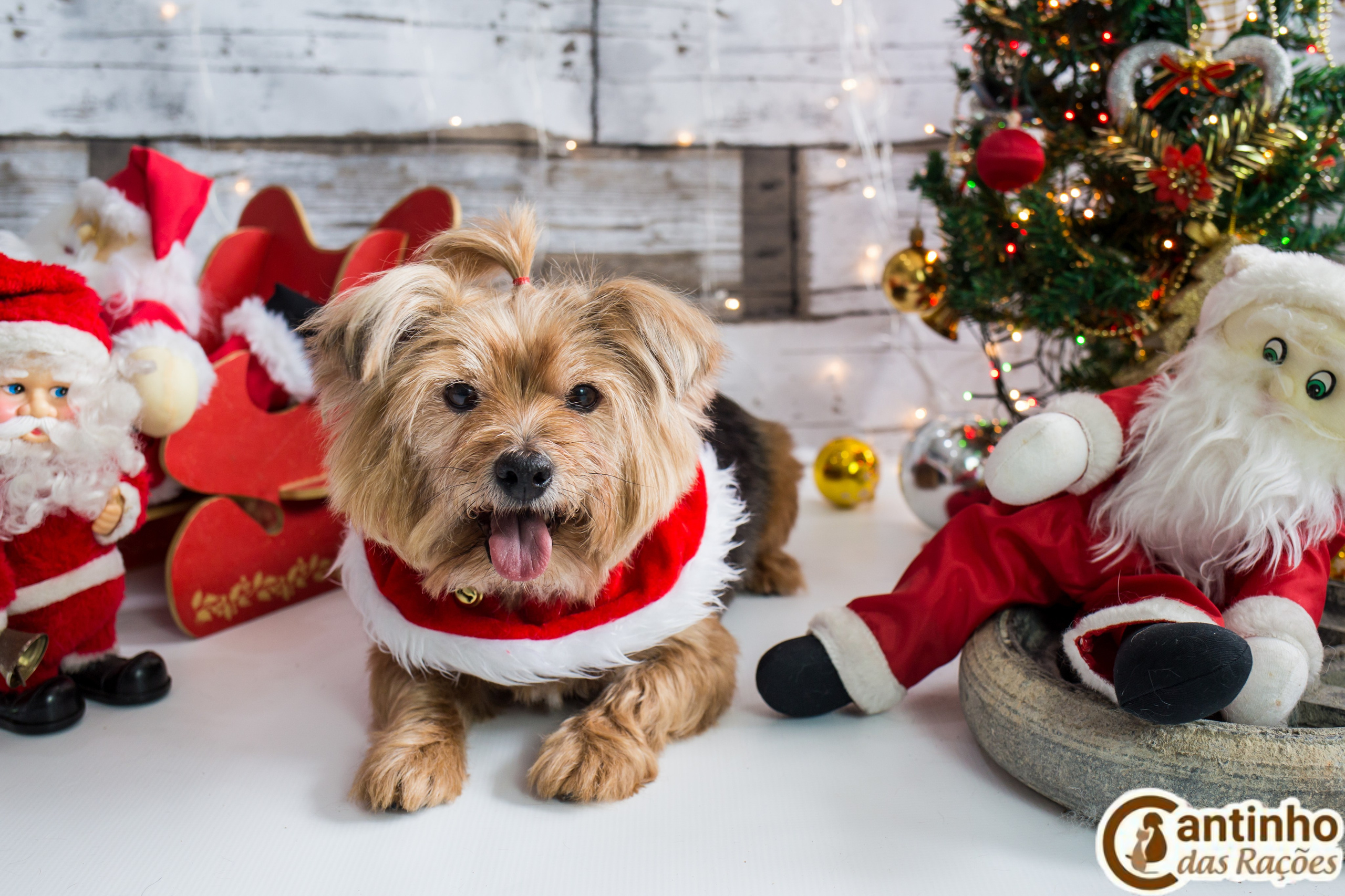 2019 — Natal encantado dos Pets. Fotografia Pet — estúdio, eventos, aniversários, ensaios temáticos