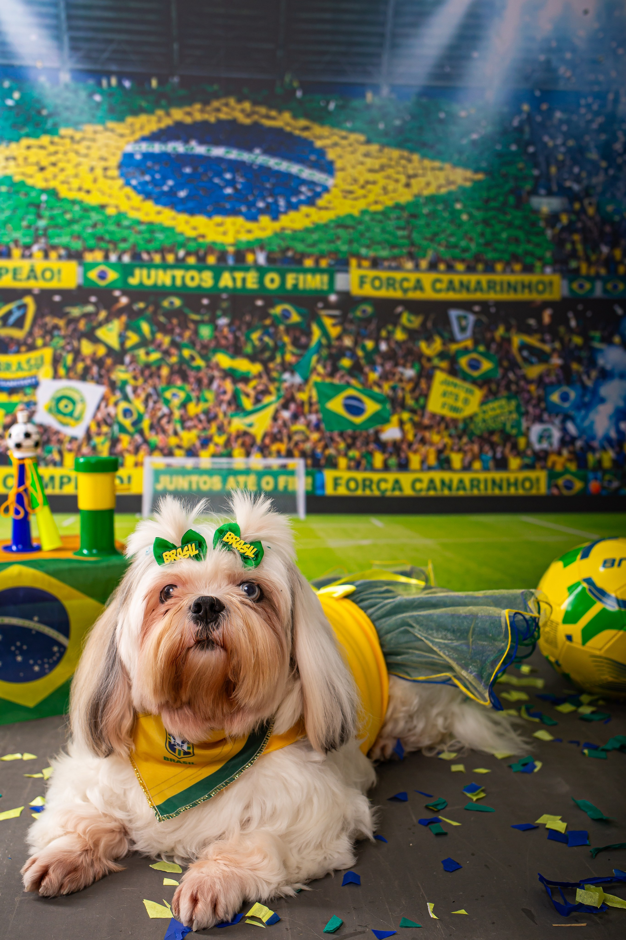 Fotografia Pet — estúdio, eventos, aniversários, ensaios temáticos