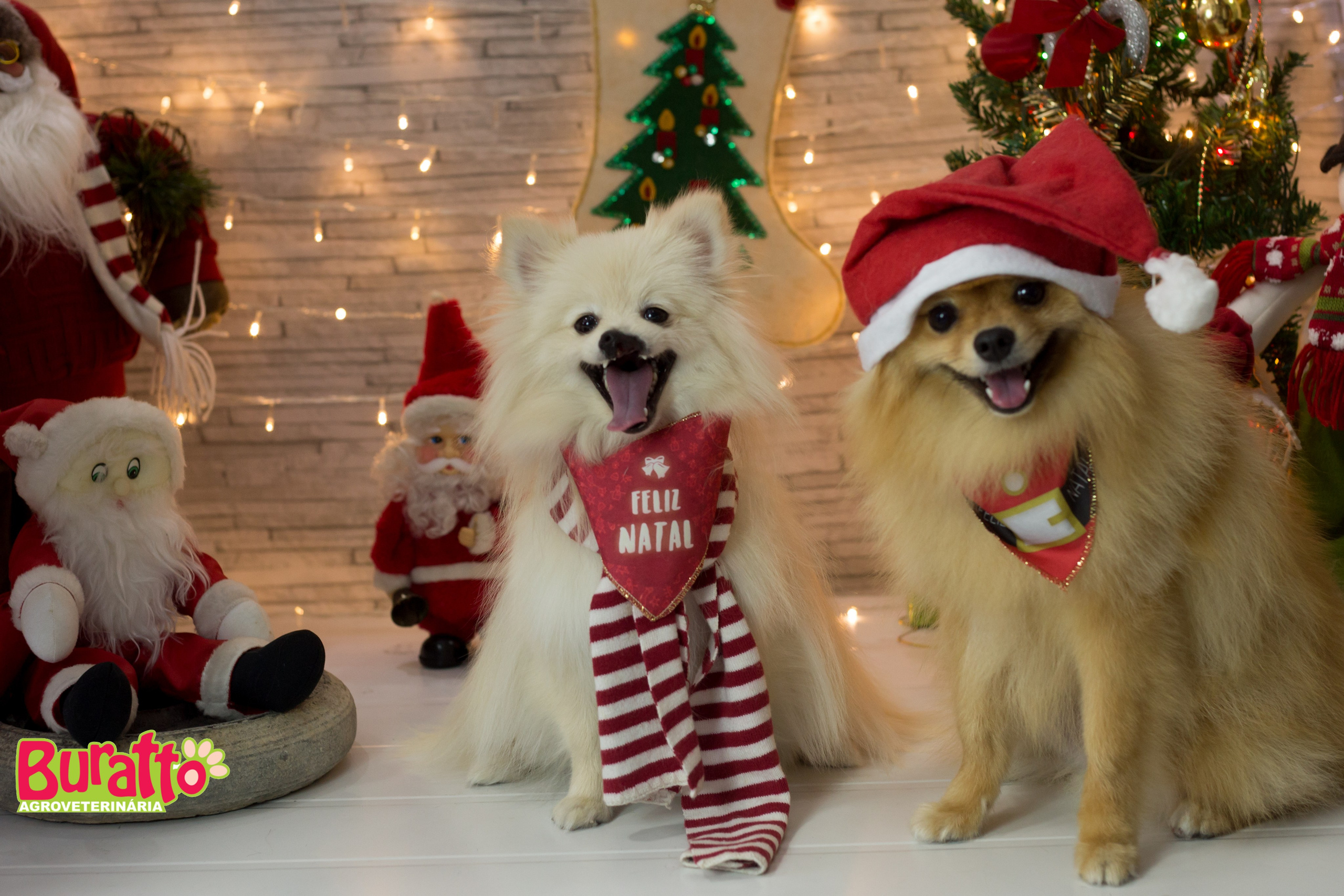 2018 — Natal encantado dos Pets. Fotografia Pet — estúdio, eventos, aniversários, ensaios temáticos