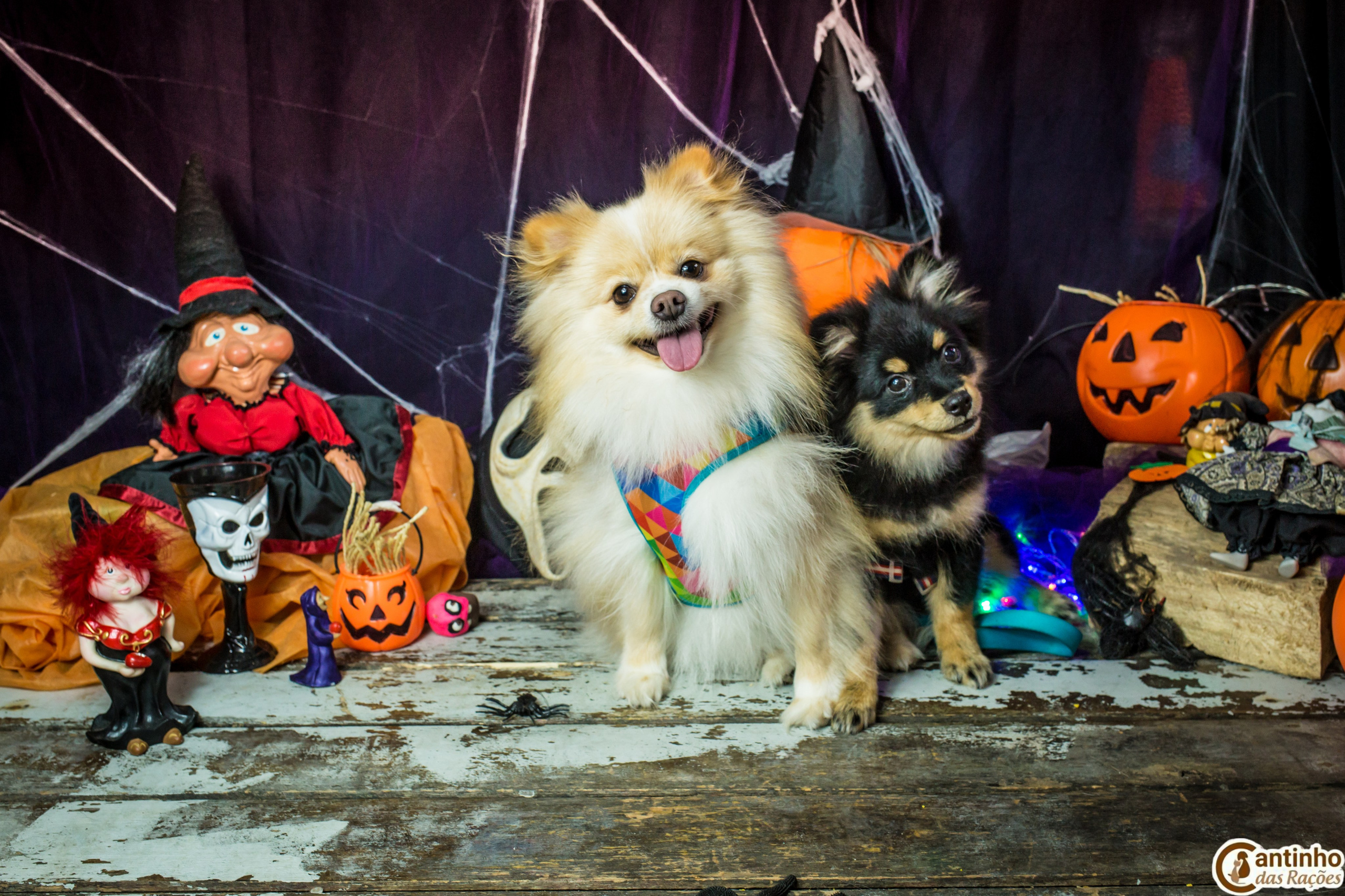 Hallowen — 2020 Doces ou travessuras. Fotografia Pet — estúdio, eventos, aniversários, ensaios temáticos