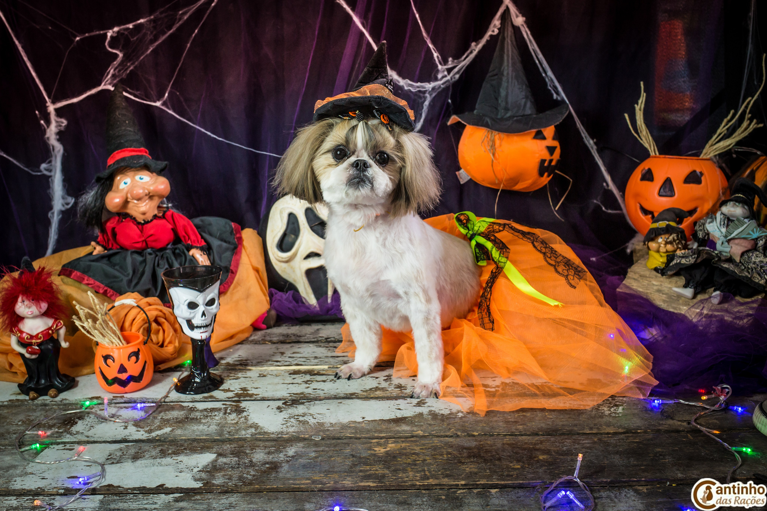 Hallowen — 2020 Doces ou travessuras. Fotografia Pet — estúdio, eventos, aniversários, ensaios temáticos