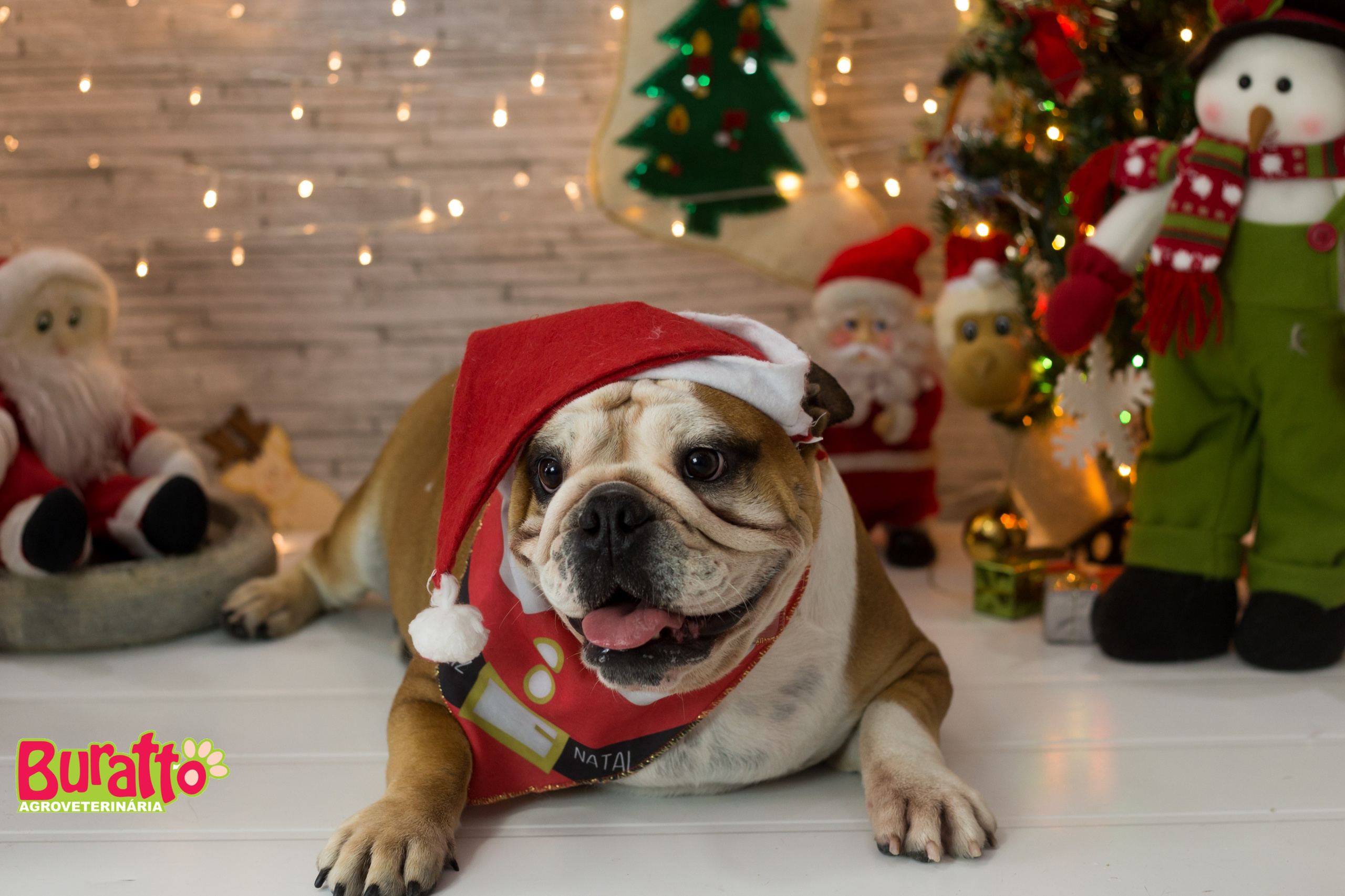 2018 — Natal encantado dos Pets. Fotografia Pet — estúdio, eventos, aniversários, ensaios temáticos