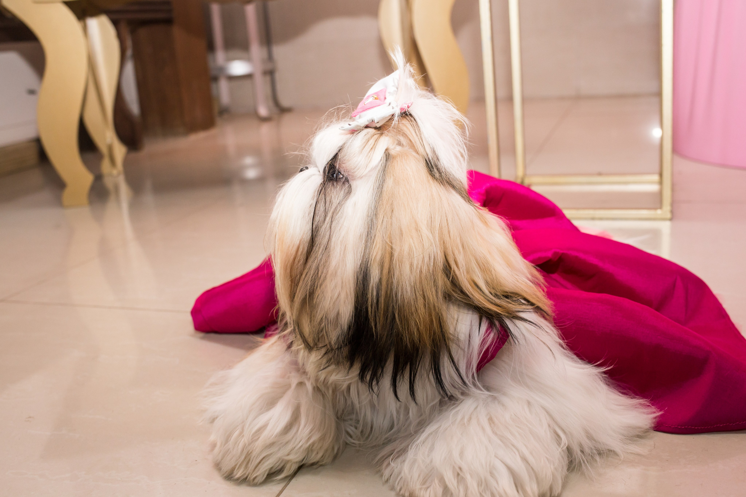 Kiara — 1 aninho. Fotografia Pet — estúdio, eventos, aniversários, ensaios temáticos