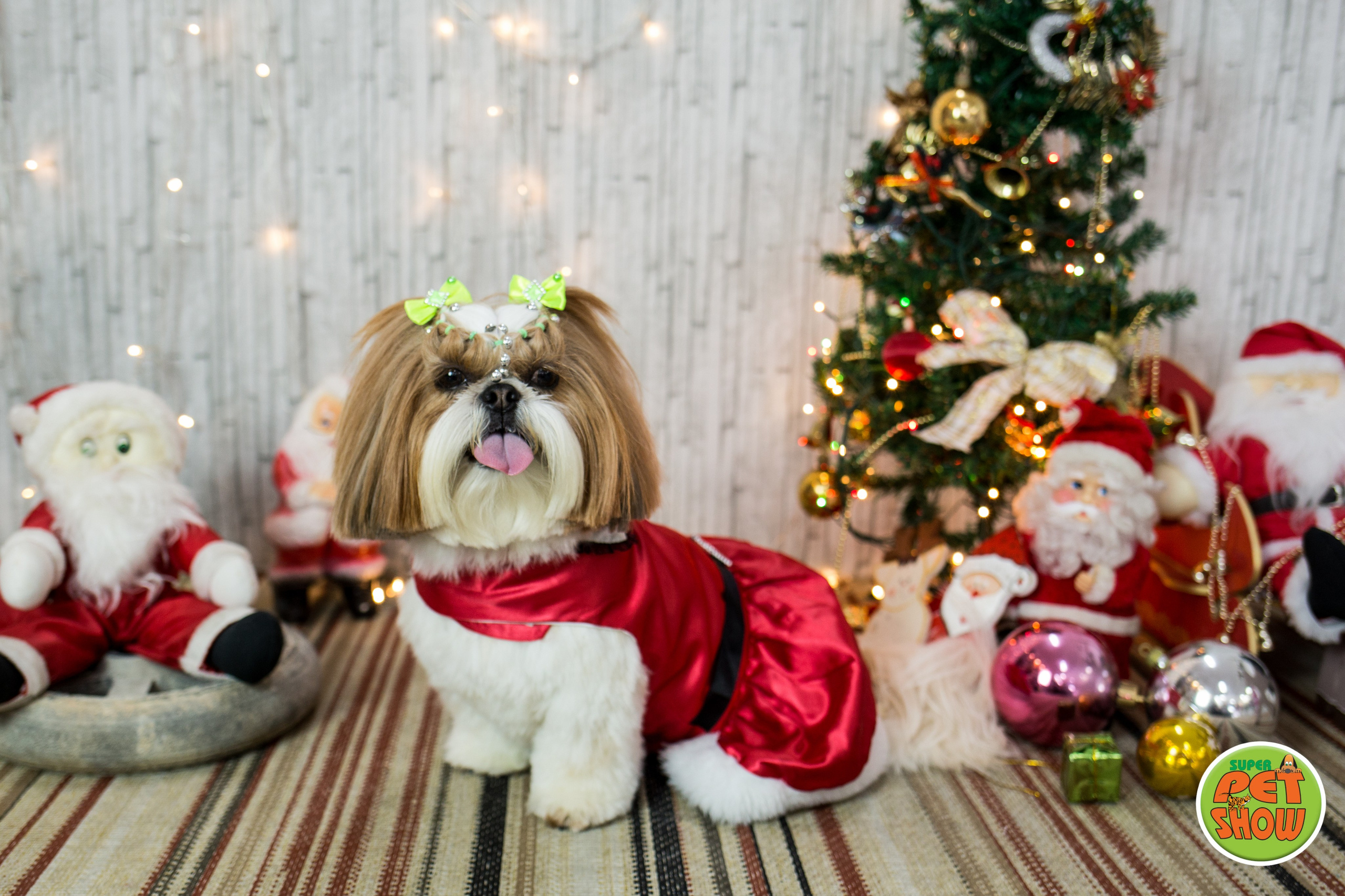 2019 — Natal encantado dos Pets. Fotografia Pet — estúdio, eventos, aniversários, ensaios temáticos