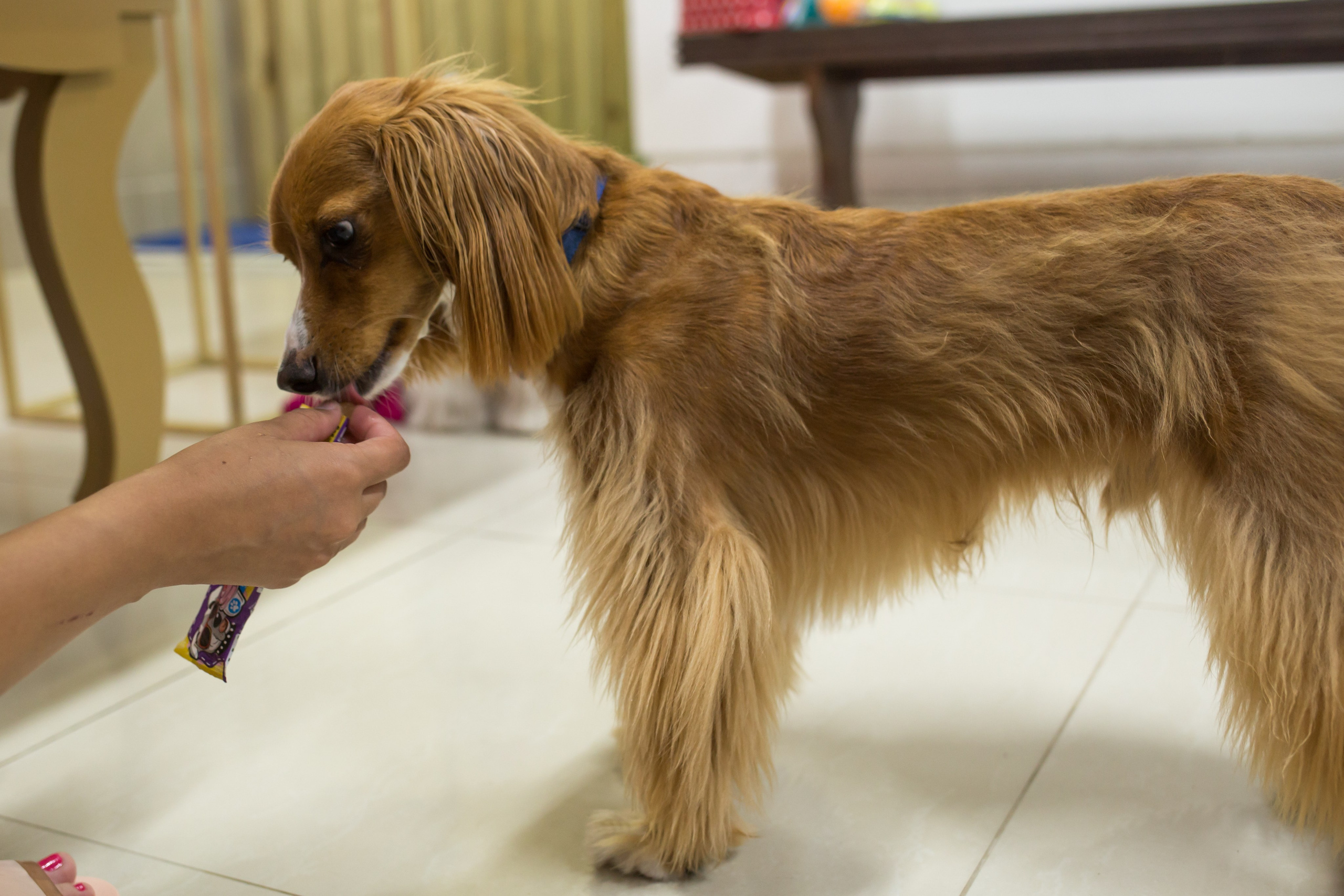 Kiara — 1 aninho. Fotografia Pet — estúdio, eventos, aniversários, ensaios temáticos
