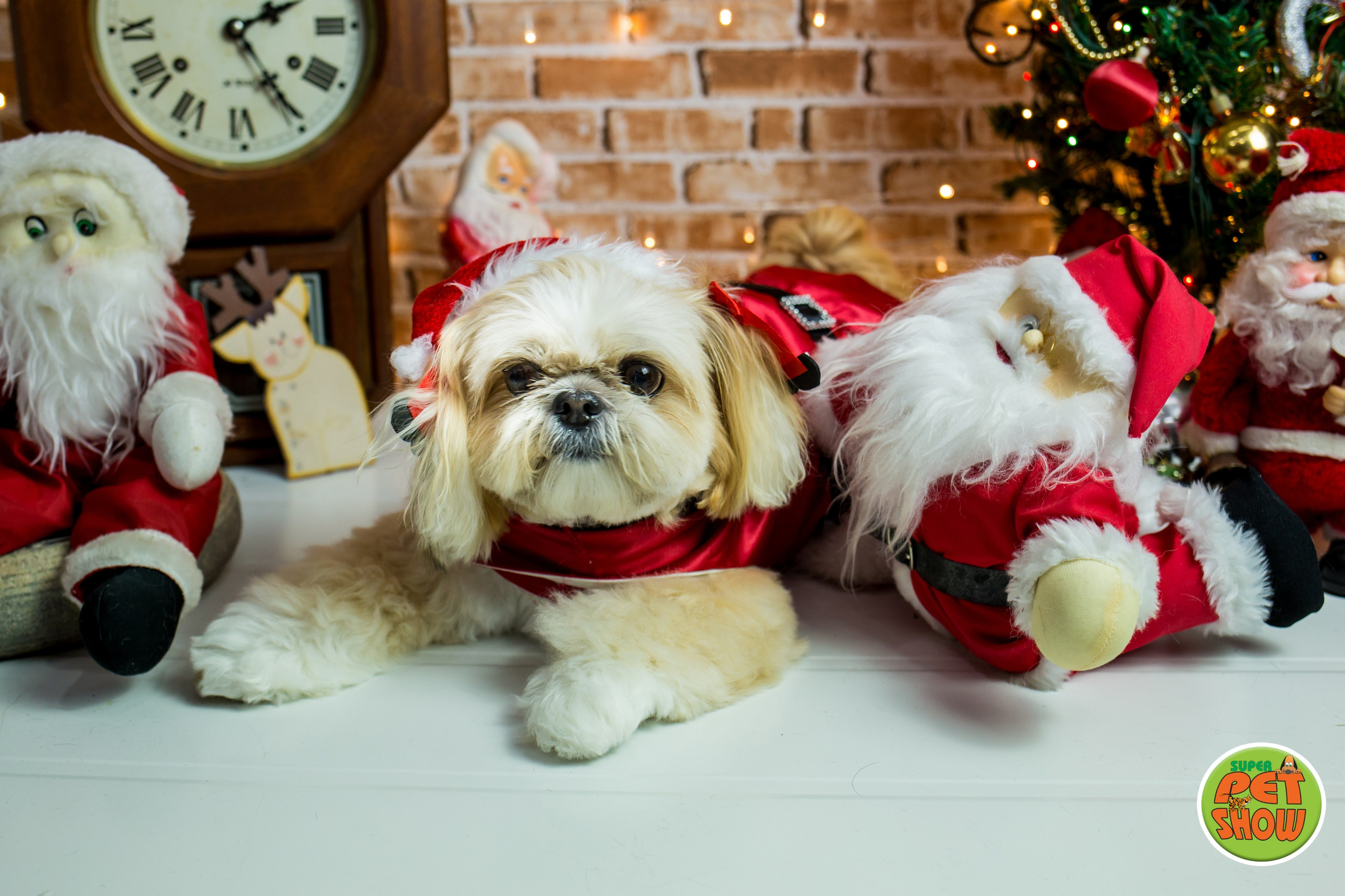 2019 — Natal encantado dos Pets. Fotografia Pet — estúdio, eventos, aniversários, ensaios temáticos