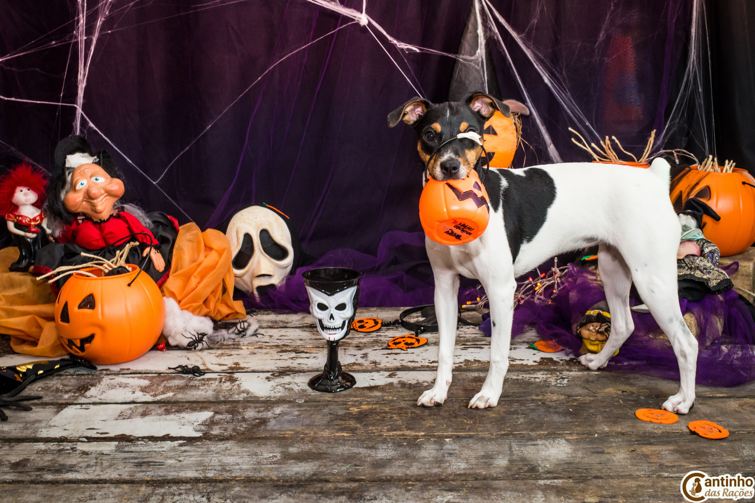 Hallowen — 2020 Doces ou travessuras. Fotografia Pet — estúdio, eventos, aniversários, ensaios temáticos