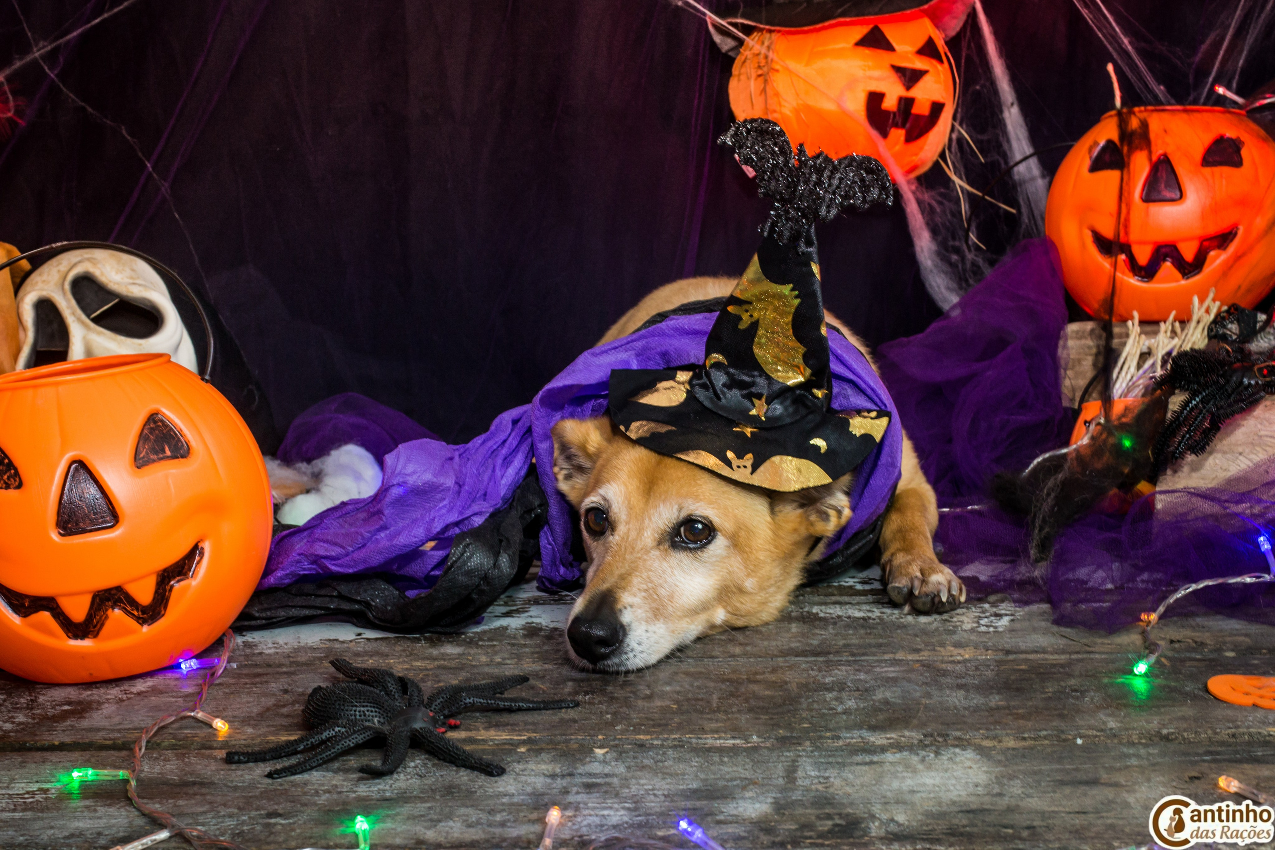 Hallowen — 2020 Doces ou travessuras. Fotografia Pet — estúdio, eventos, aniversários, ensaios temáticos