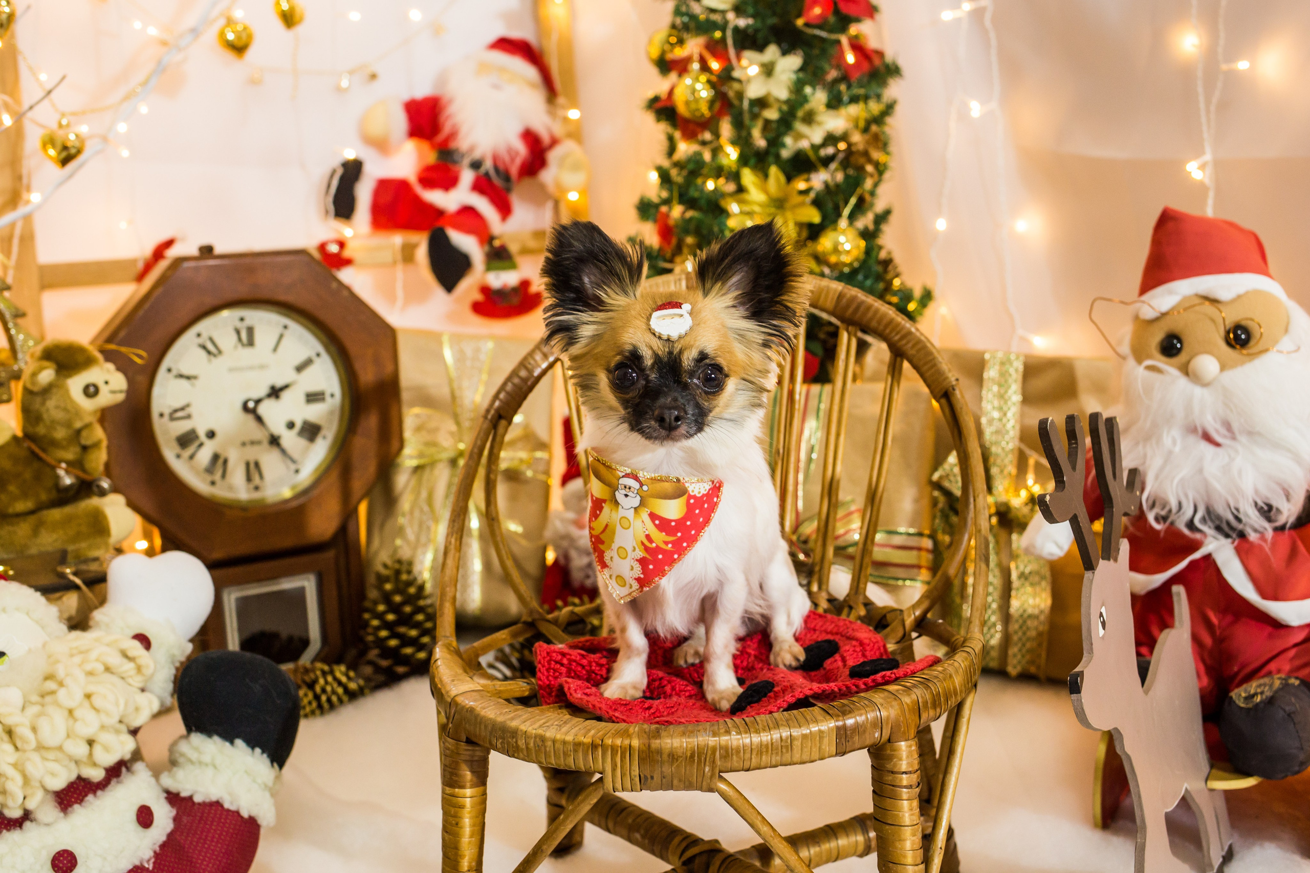 2021 — Natal encantado dos Pets. Fotografia Pet — estúdio, eventos, aniversários, ensaios temáticos