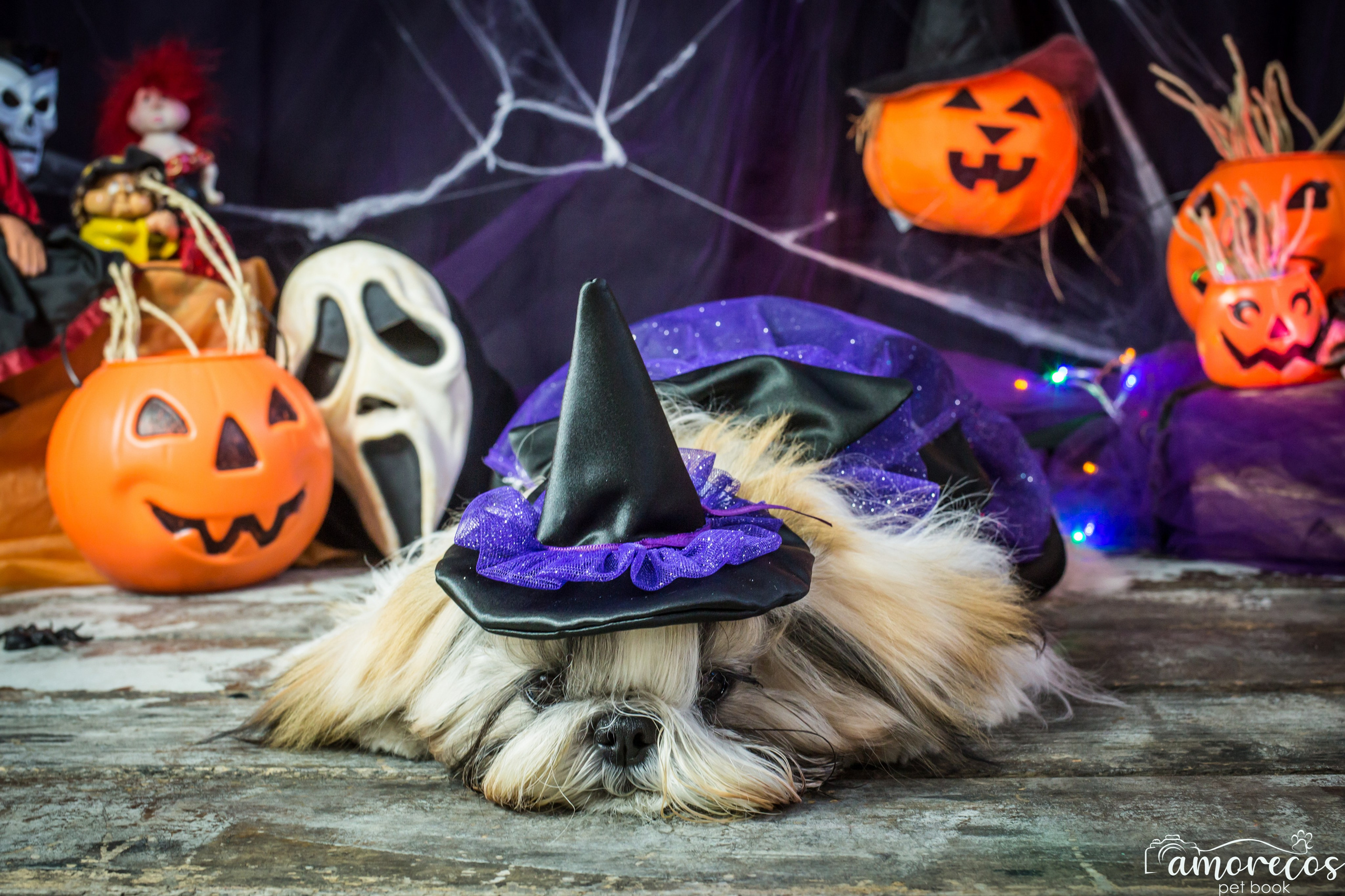 Hallowen — 2020 Doces ou travessuras. Fotografia Pet — estúdio, eventos, aniversários, ensaios temáticos