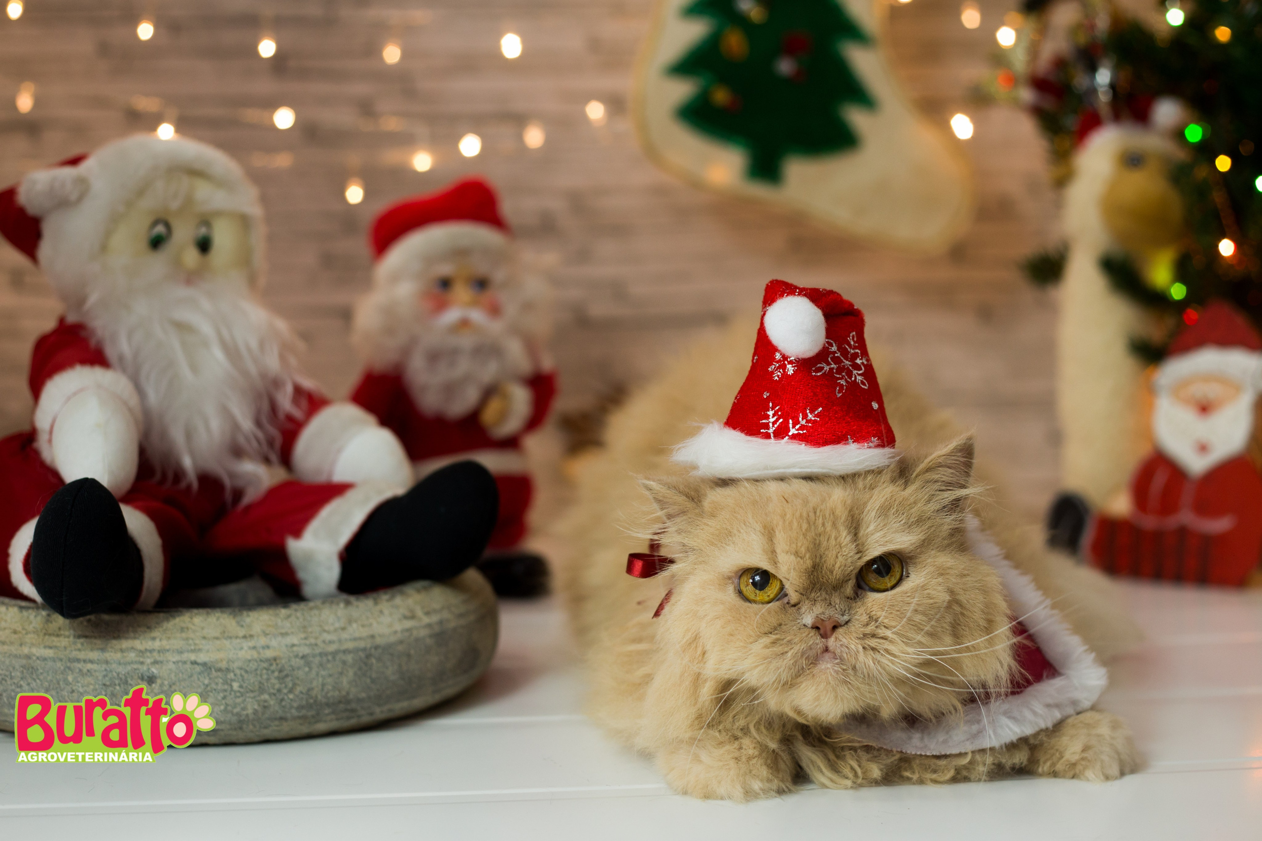 2018 — Natal encantado dos Pets. Fotografia Pet — estúdio, eventos, aniversários, ensaios temáticos