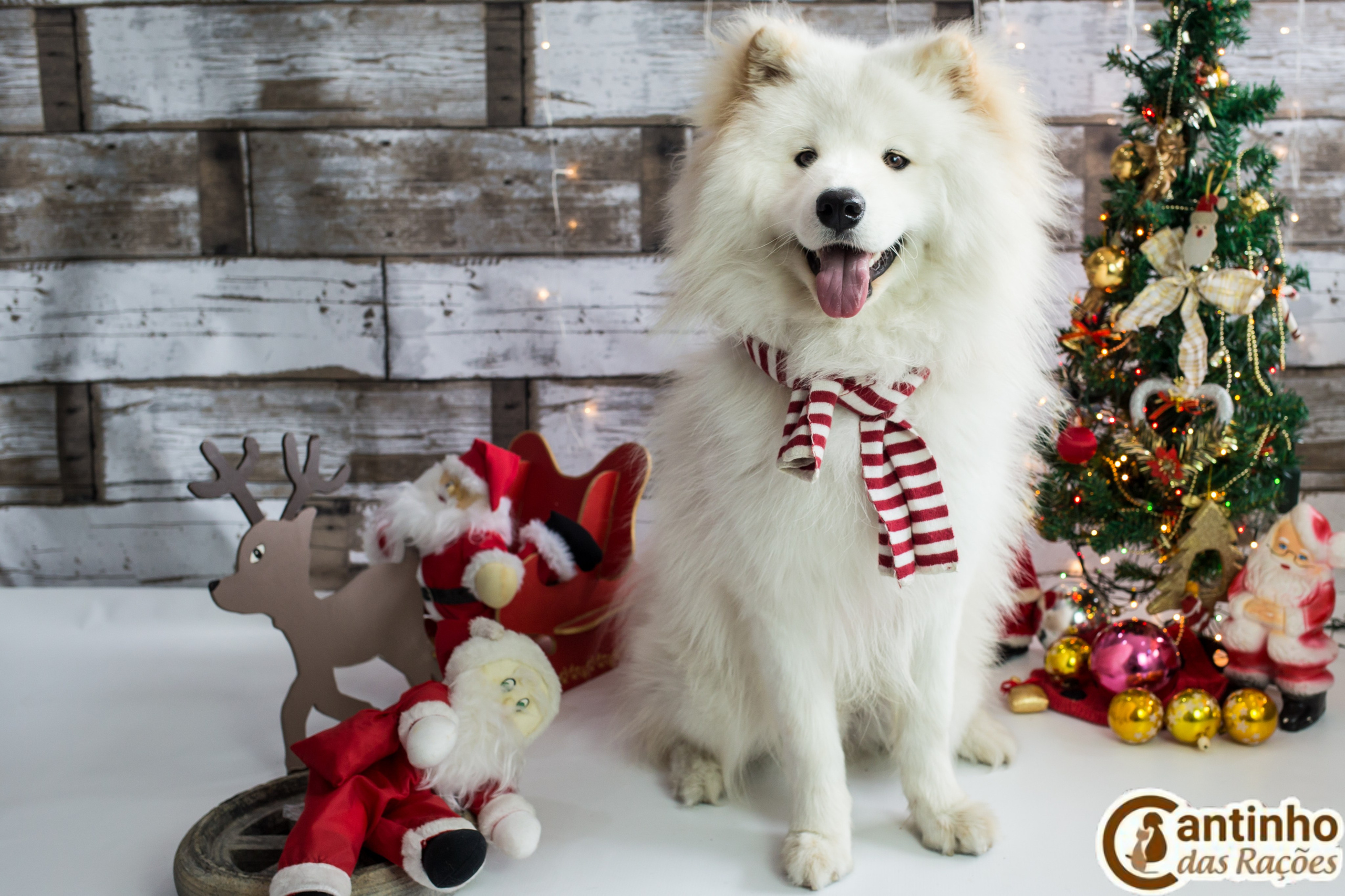 2019 — Natal encantado dos Pets. Fotografia Pet — estúdio, eventos, aniversários, ensaios temáticos