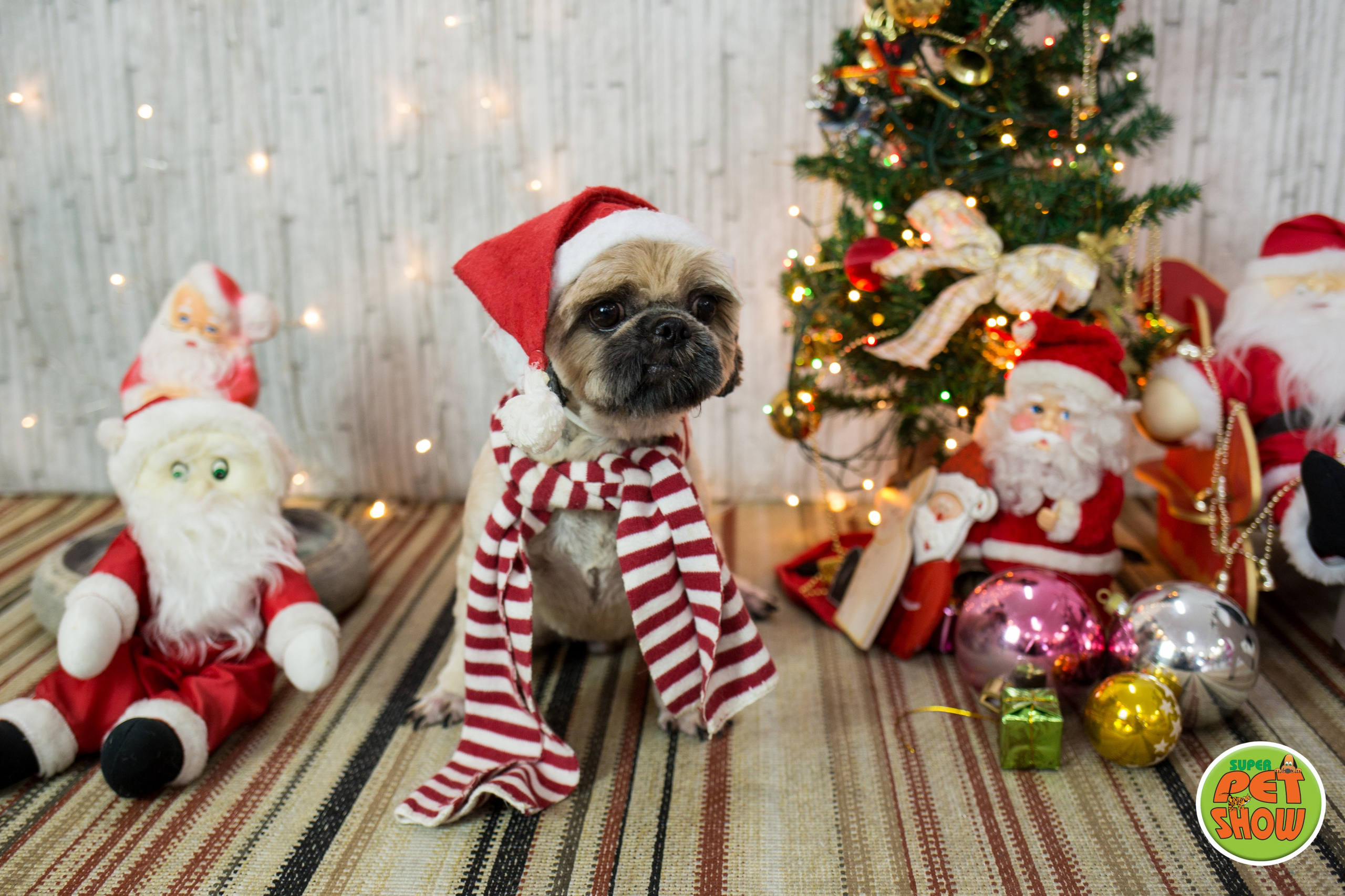 2019 — Natal encantado dos Pets. Fotografia Pet — estúdio, eventos, aniversários, ensaios temáticos