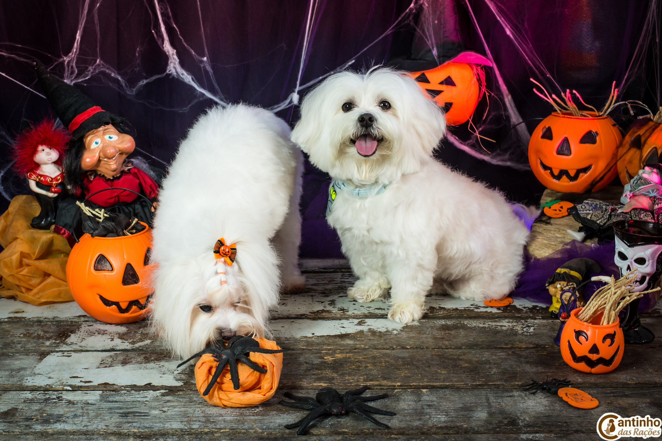 Hallowen — 2020 Doces ou travessuras. Fotografia Pet — estúdio, eventos, aniversários, ensaios temáticos