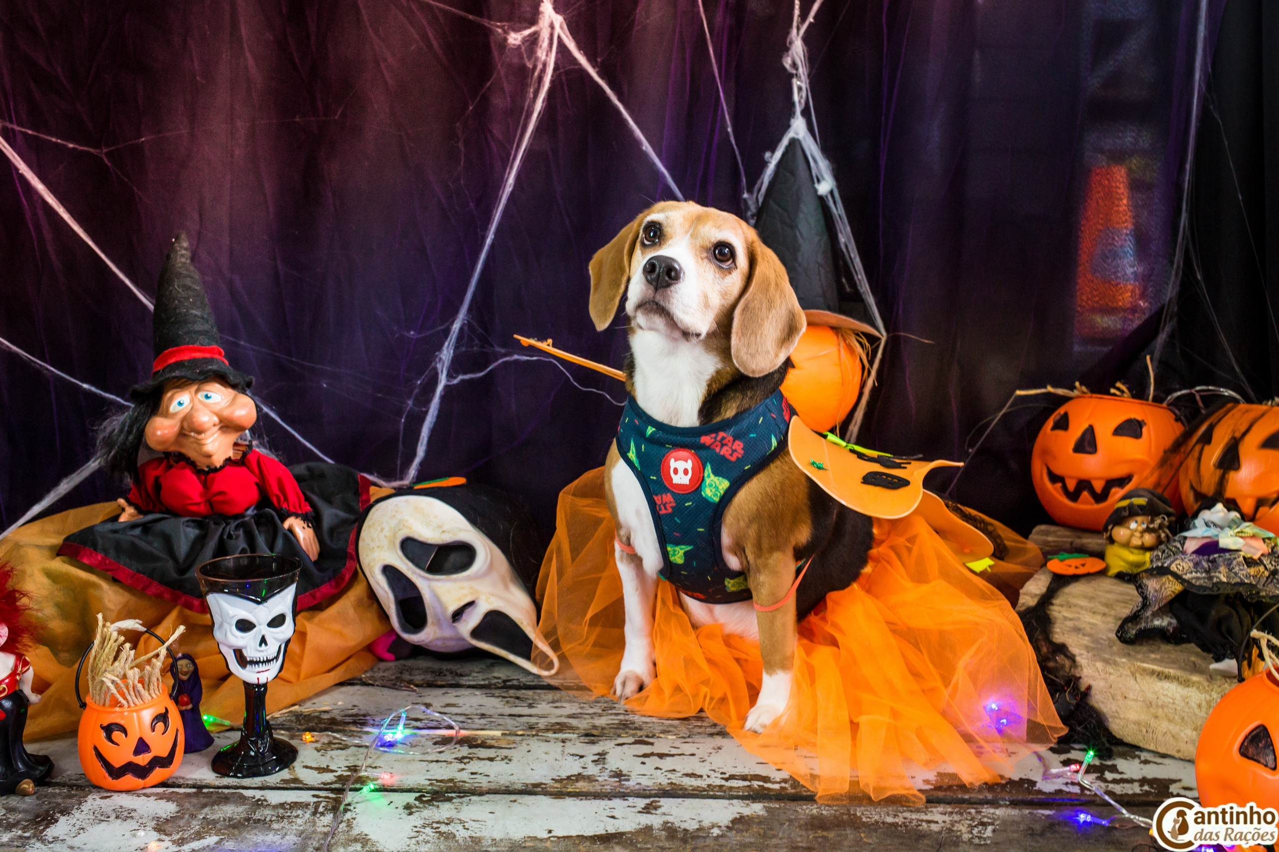 Hallowen — 2020 Doces ou travessuras. Fotografia Pet — estúdio, eventos, aniversários, ensaios temáticos
