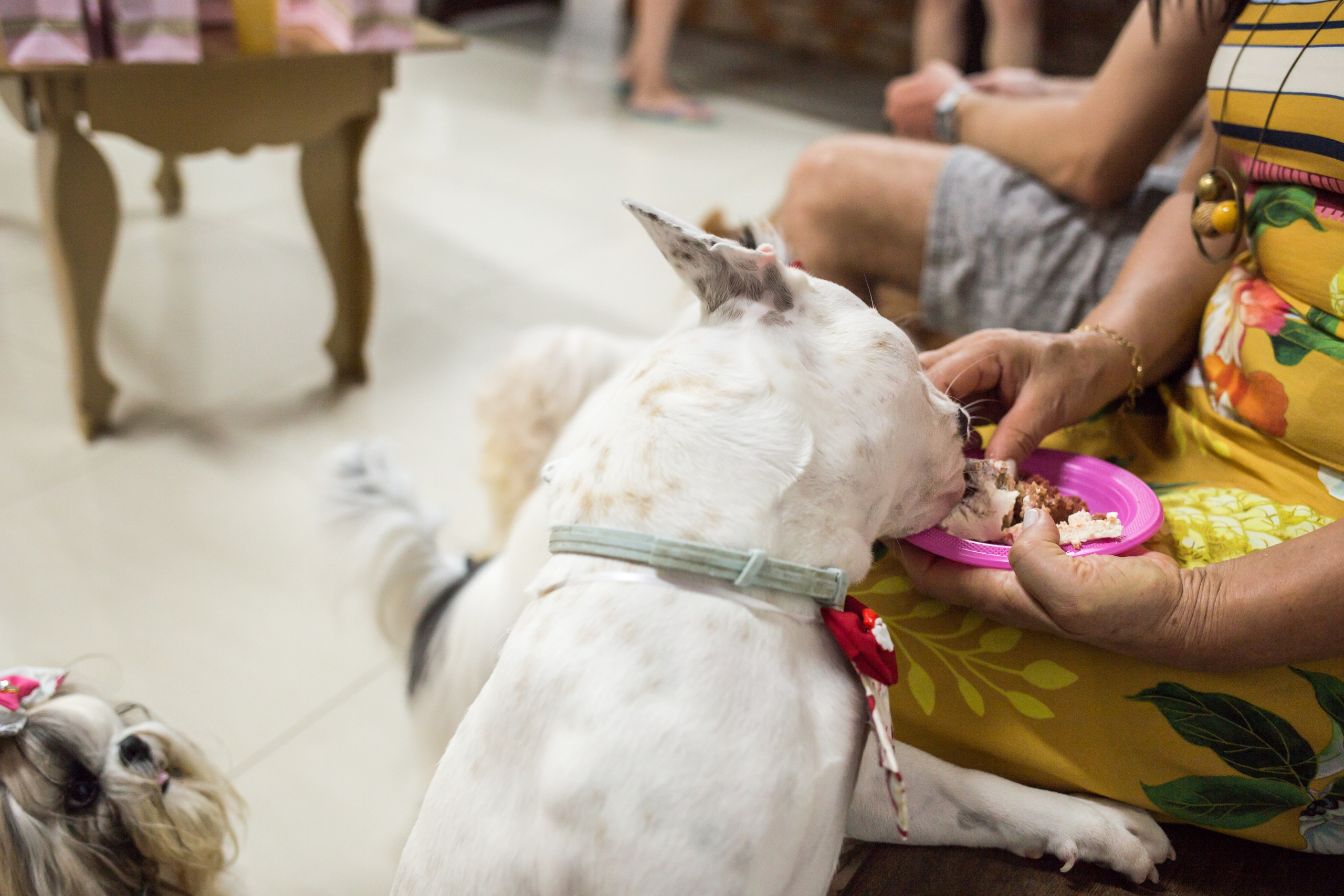 Kiara — 1 aninho. Fotografia Pet — estúdio, eventos, aniversários, ensaios temáticos