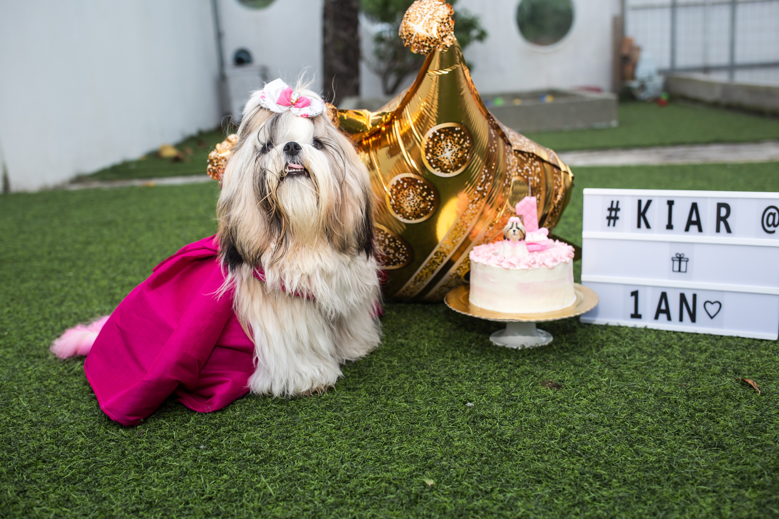 Kiara — 1 aninho. Fotografia Pet — estúdio, eventos, aniversários, ensaios temáticos