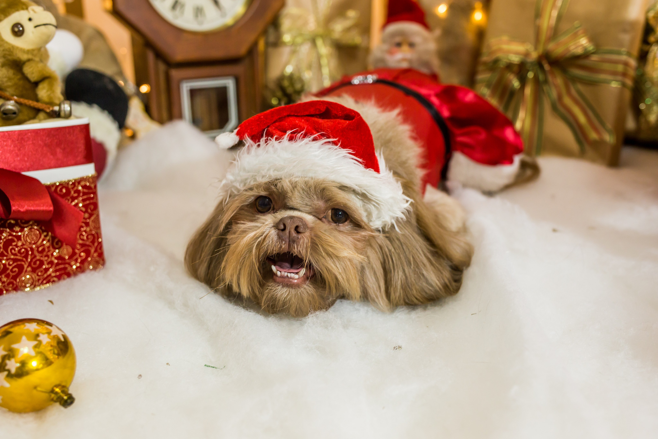 2021 — Natal encantado dos Pets. Fotografia Pet — estúdio, eventos, aniversários, ensaios temáticos