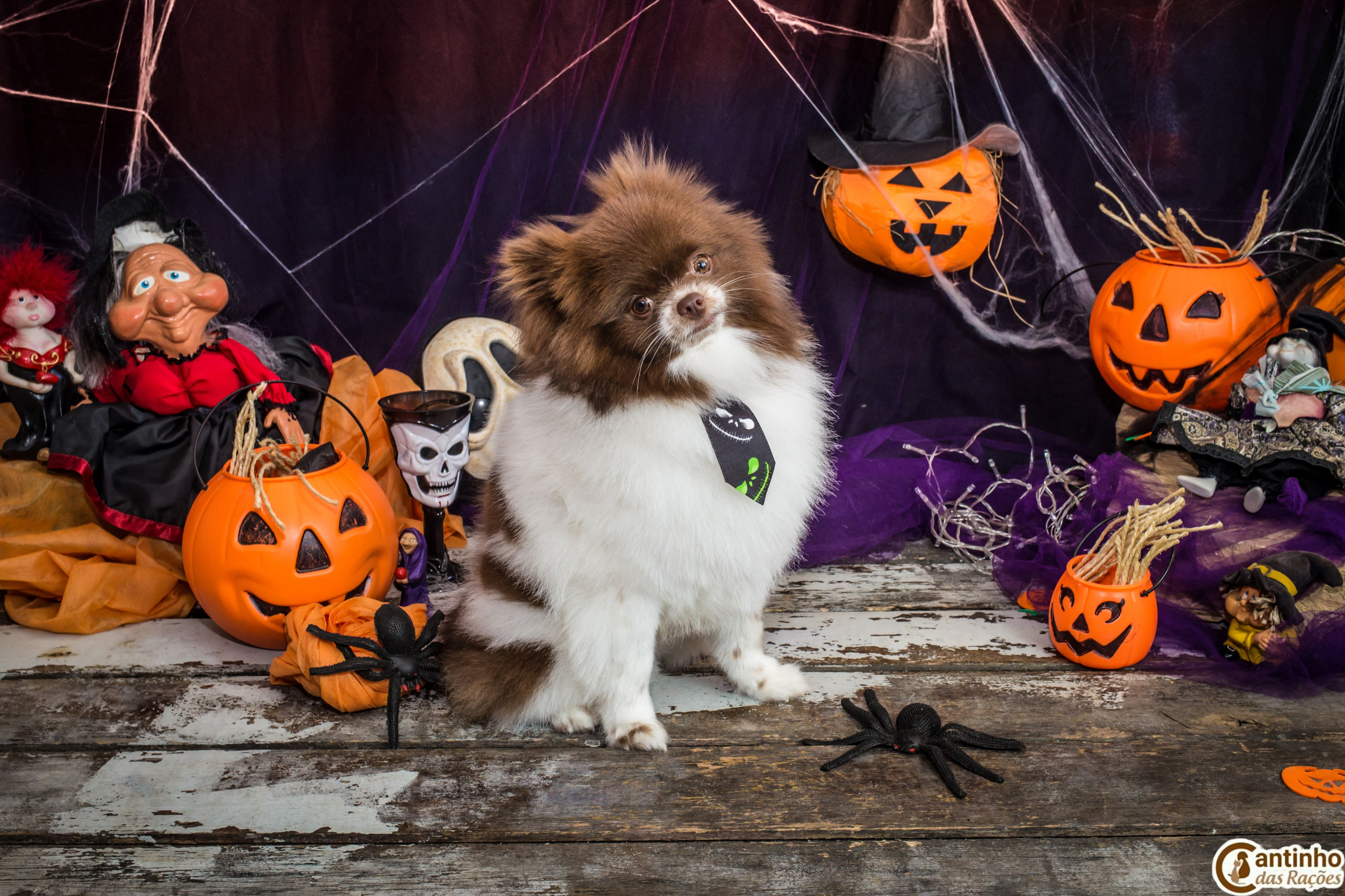 Hallowen — 2020 Doces ou travessuras. Fotografia Pet — estúdio, eventos, aniversários, ensaios temáticos