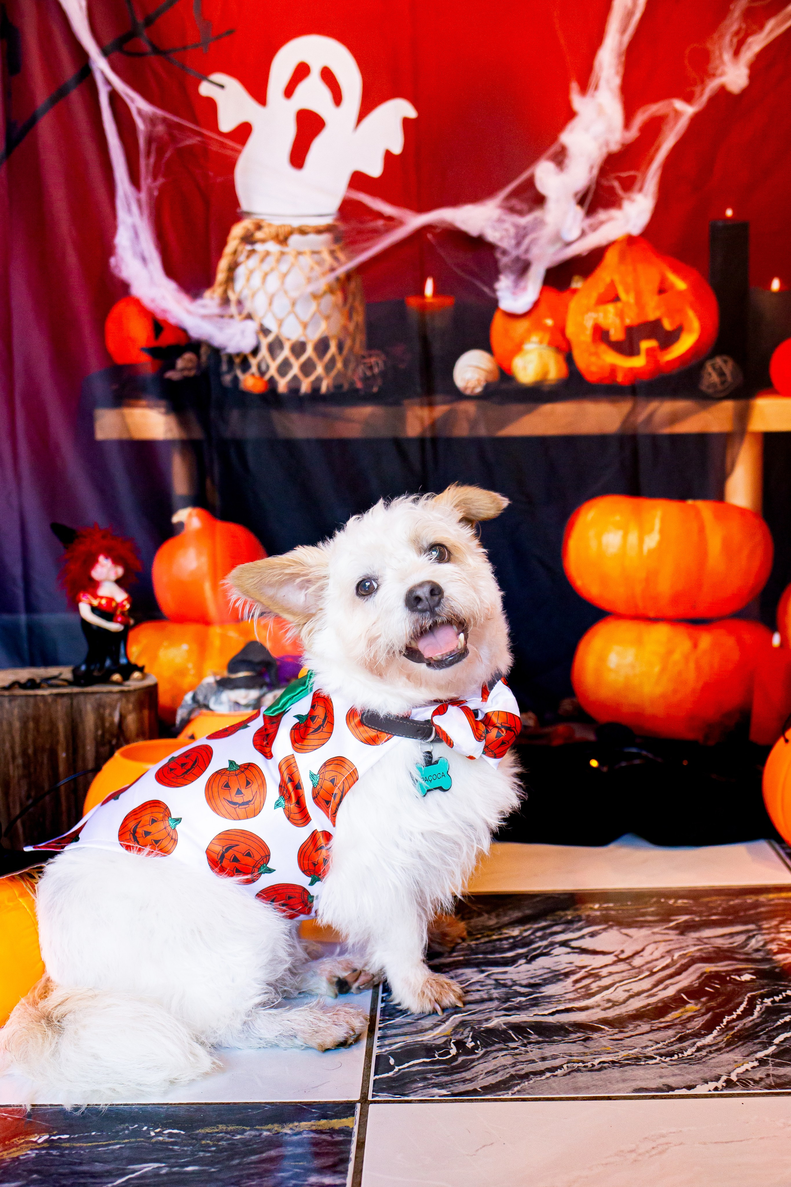 Hallowen 2025 — Café Cordel. Fotografia Pet — estúdio, eventos, aniversários, ensaios temáticos