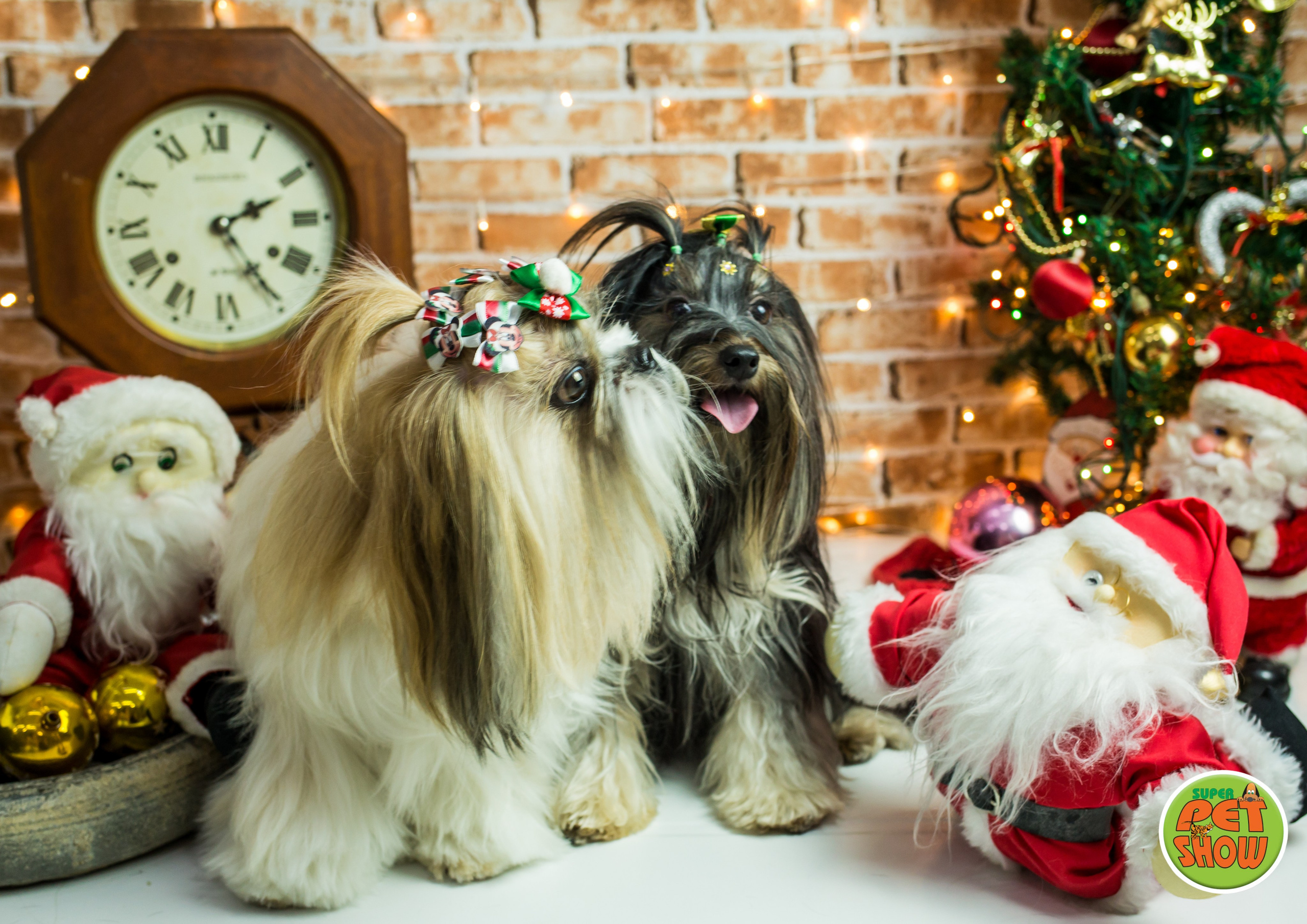 2019 — Natal encantado dos Pets. Fotografia Pet — estúdio, eventos, aniversários, ensaios temáticos