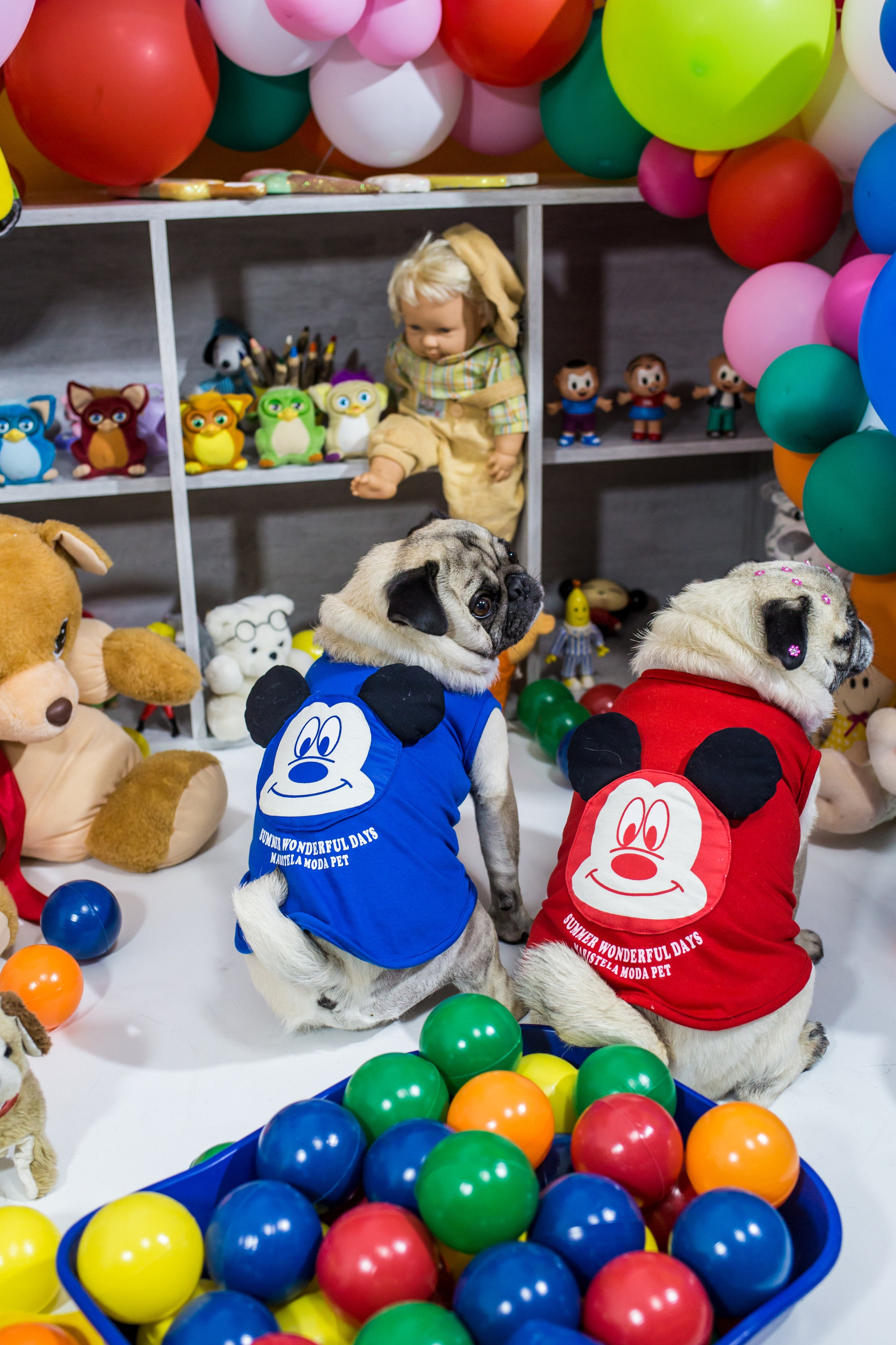 Dia das crianças — 2021. Fotografia Pet — estúdio, eventos, aniversários, ensaios temáticos