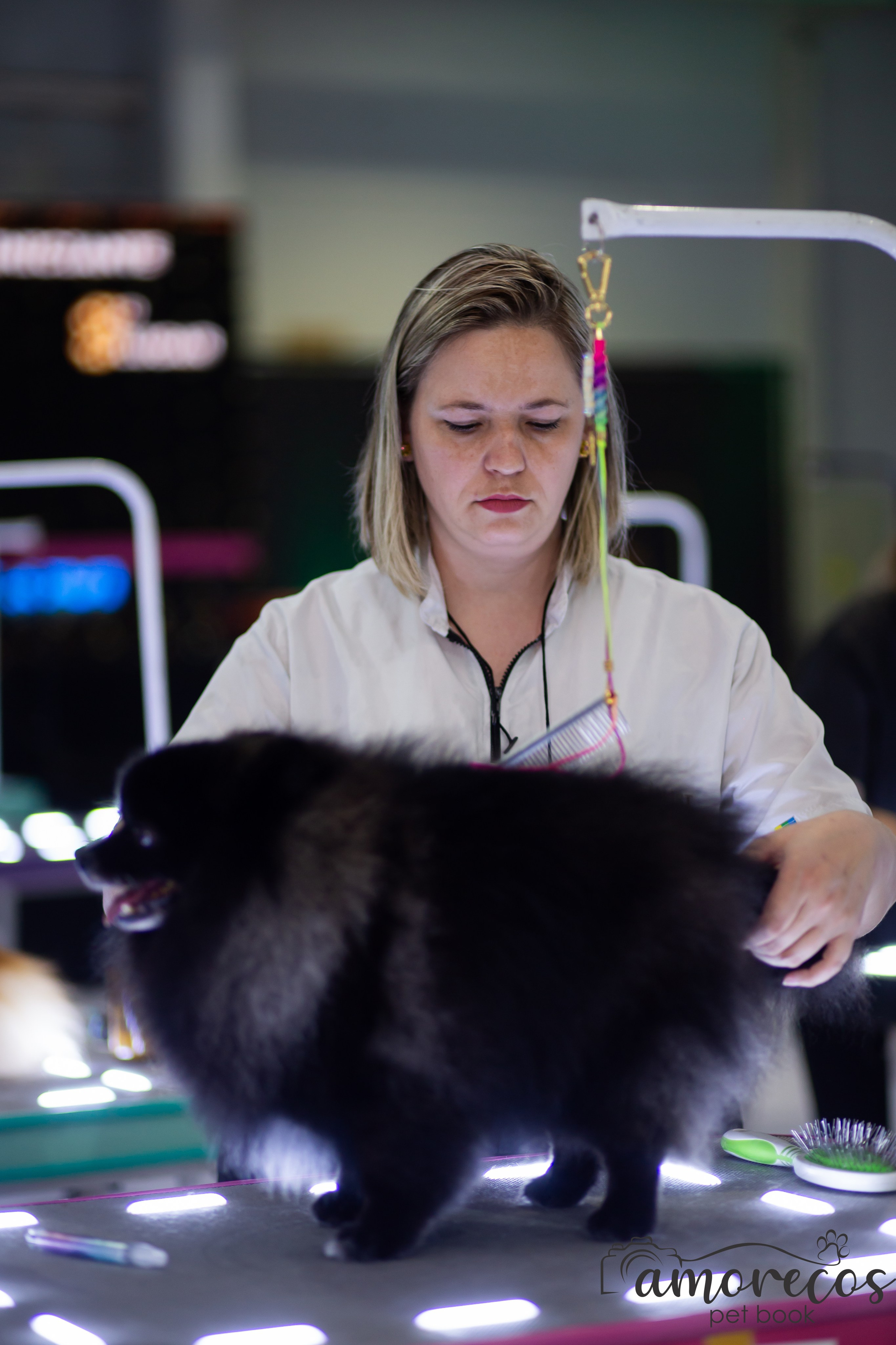 Feira Pet Sul 2025 — São José/SC. Fotografia Pet — estúdio, eventos, aniversários, ensaios temáticos