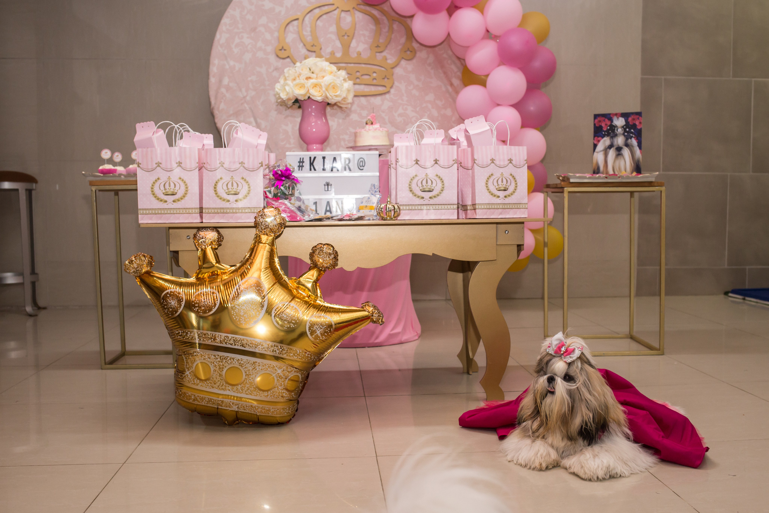 Kiara — 1 aninho. Fotografia Pet — estúdio, eventos, aniversários, ensaios temáticos