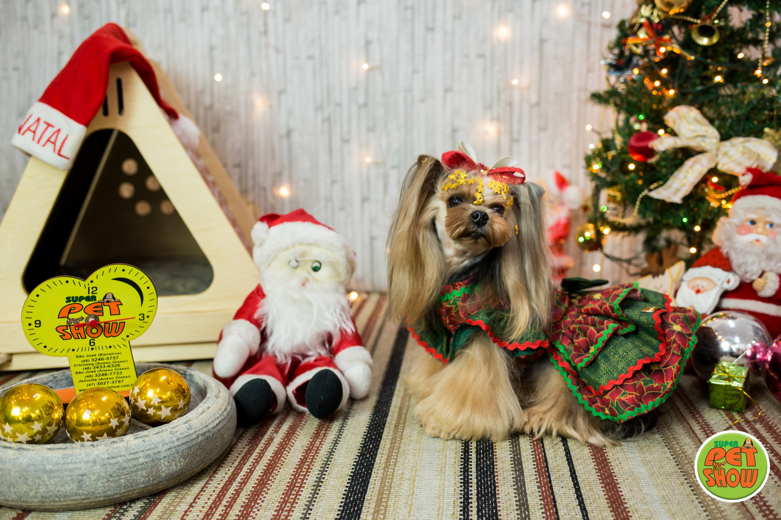 2019 — Natal encantado dos Pets. Fotografia Pet — estúdio, eventos, aniversários, ensaios temáticos