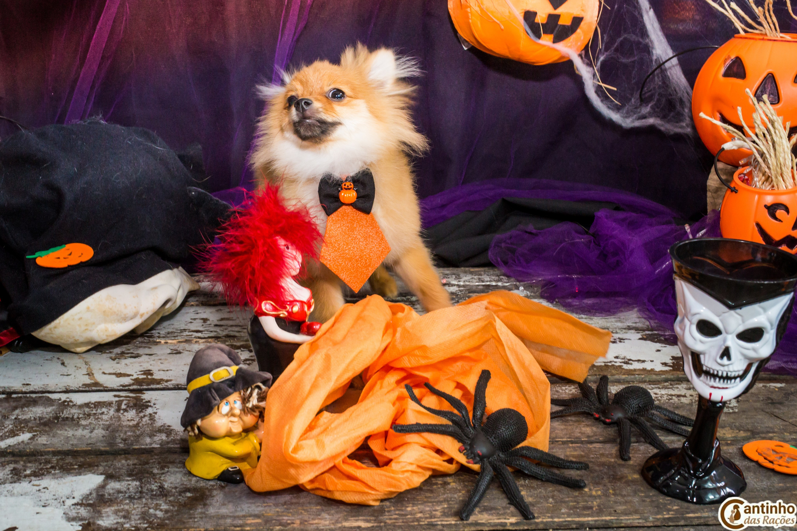 Hallowen — 2020 Doces ou travessuras. Fotografia Pet — estúdio, eventos, aniversários, ensaios temáticos