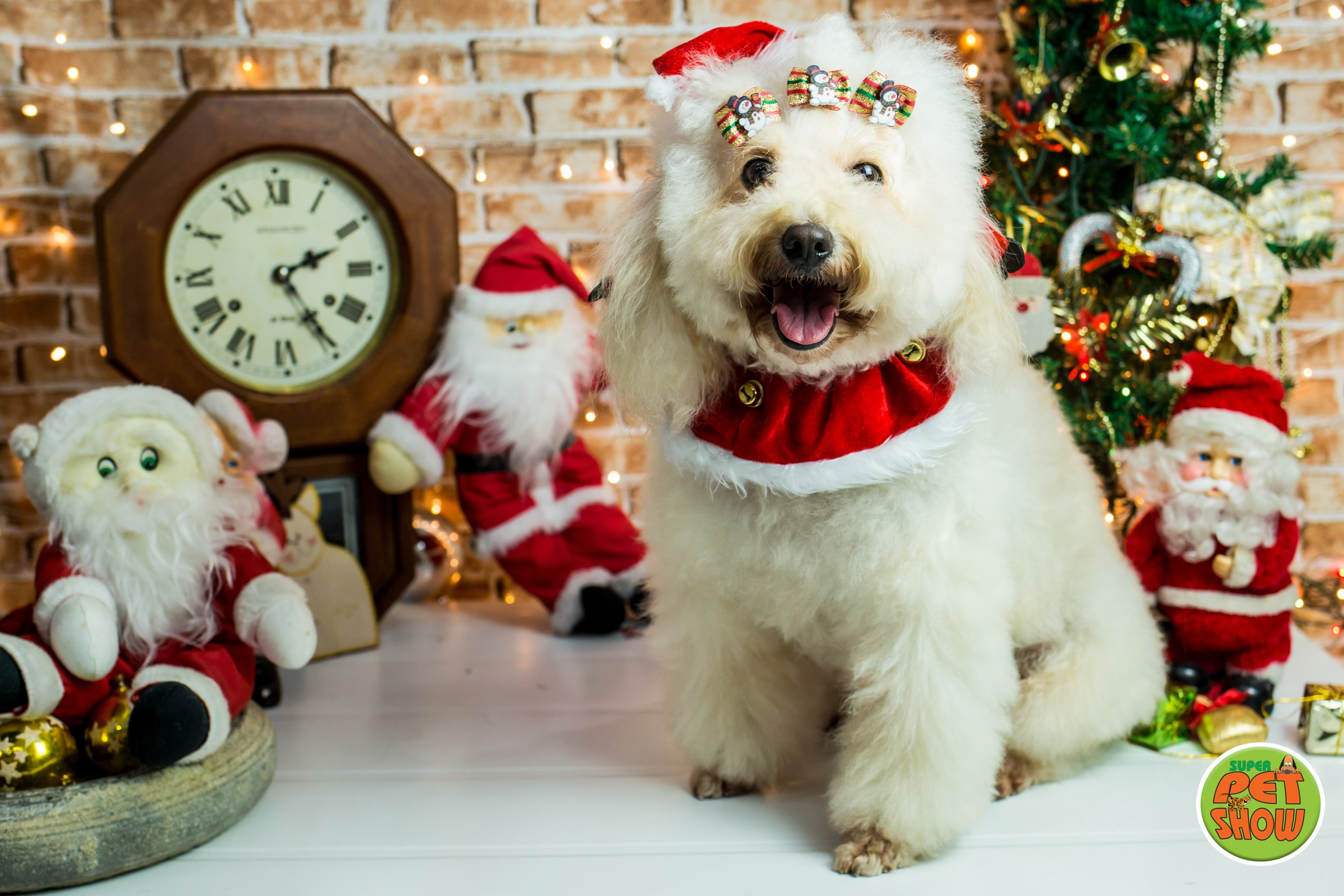 2019 — Natal encantado dos Pets. Fotografia Pet — estúdio, eventos, aniversários, ensaios temáticos