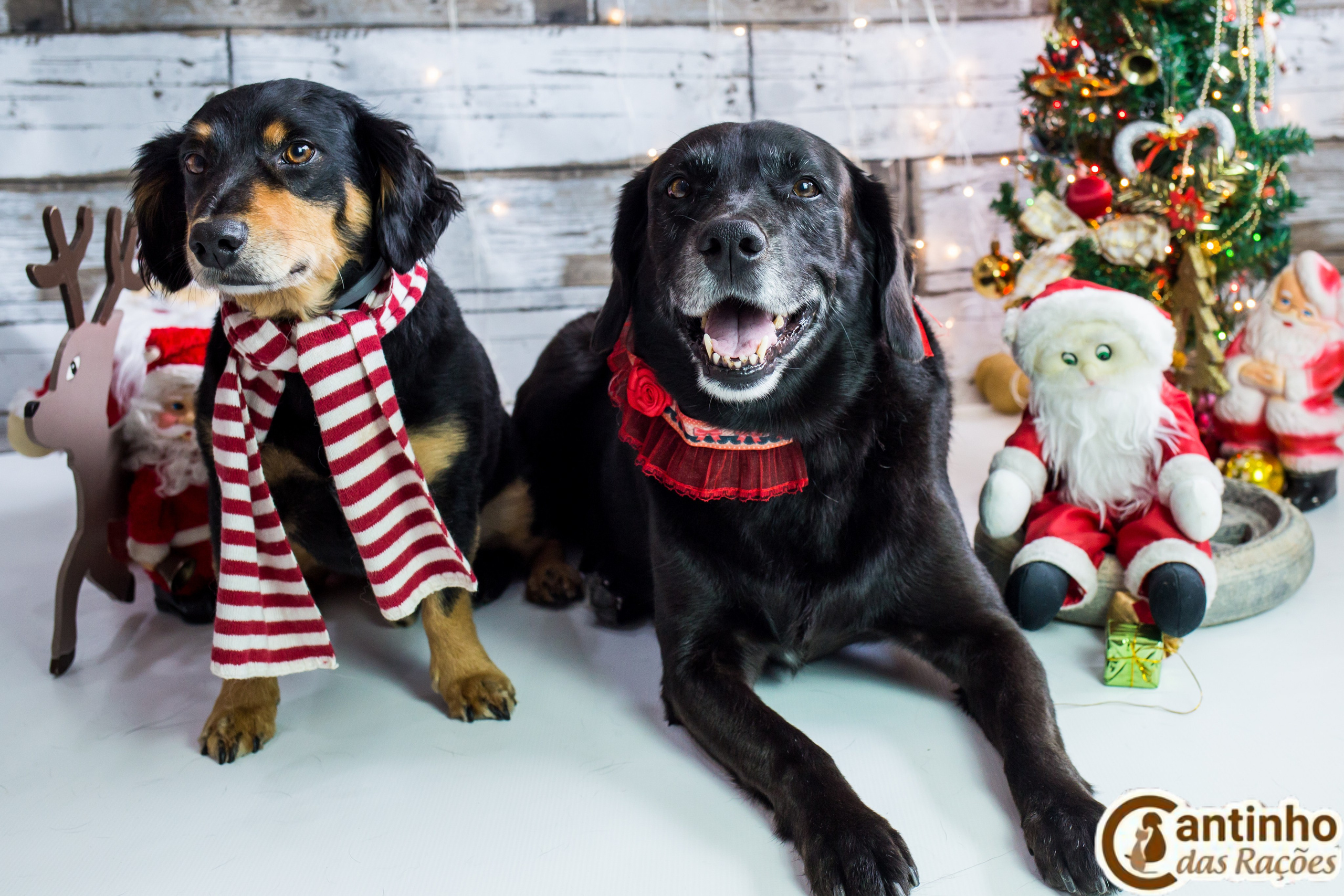 2019 — Natal encantado dos Pets. Fotografia Pet — estúdio, eventos, aniversários, ensaios temáticos