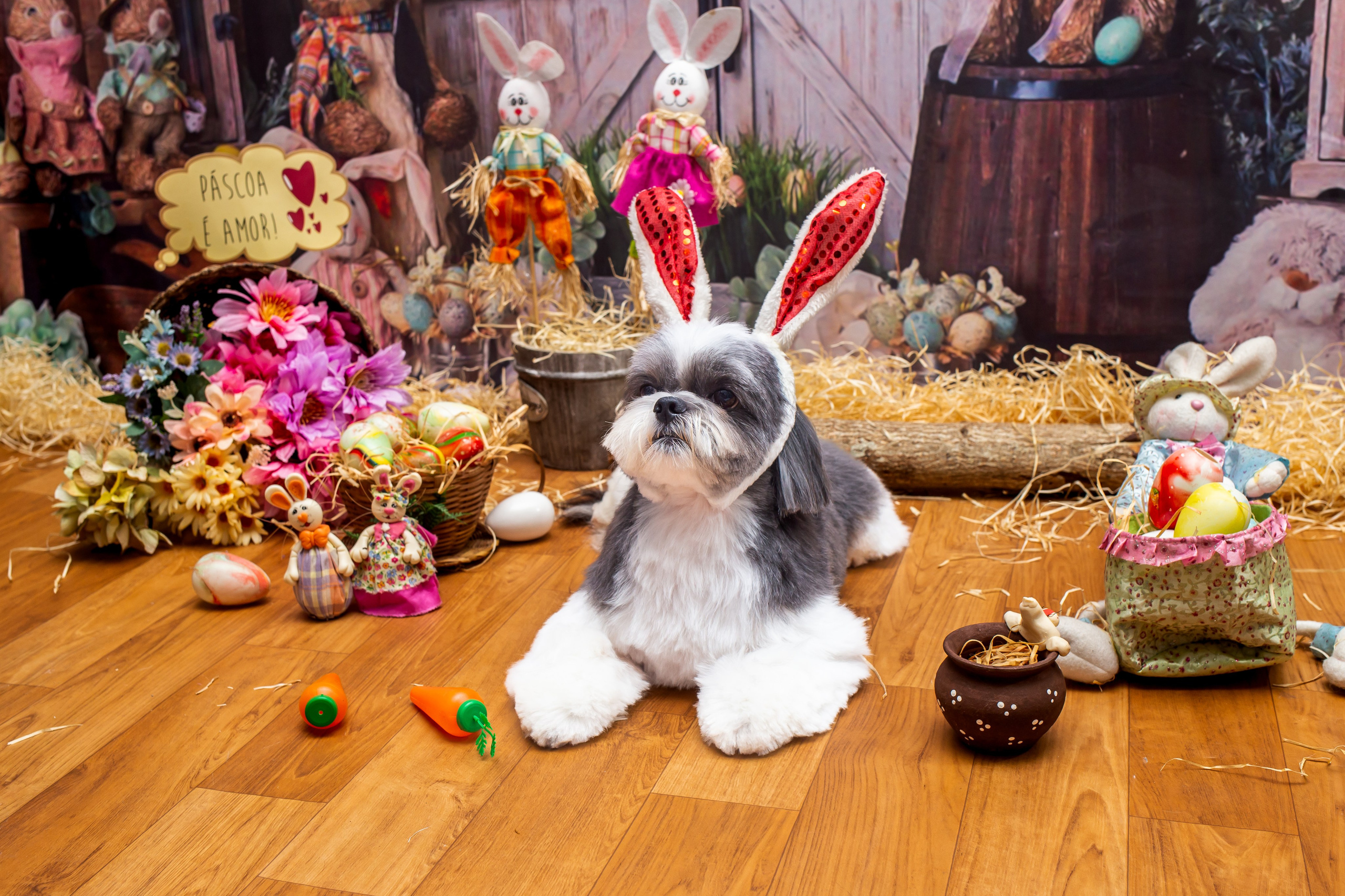 2023 — A doce Páscoa dos Pets. Fotografia Pet — estúdio, eventos, aniversários, ensaios temáticos