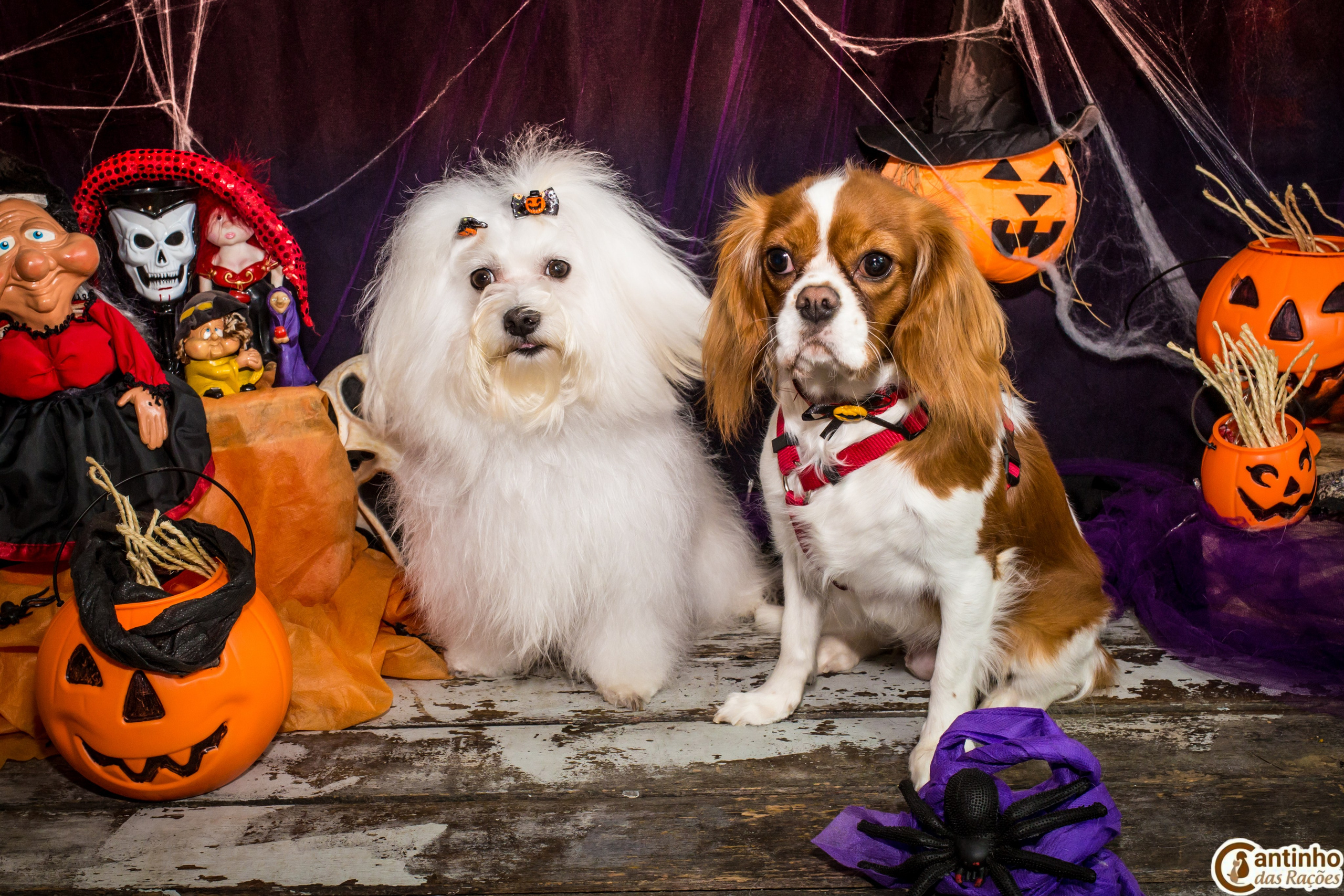 Hallowen — 2020 Doces ou travessuras. Fotografia Pet — estúdio, eventos, aniversários, ensaios temáticos
