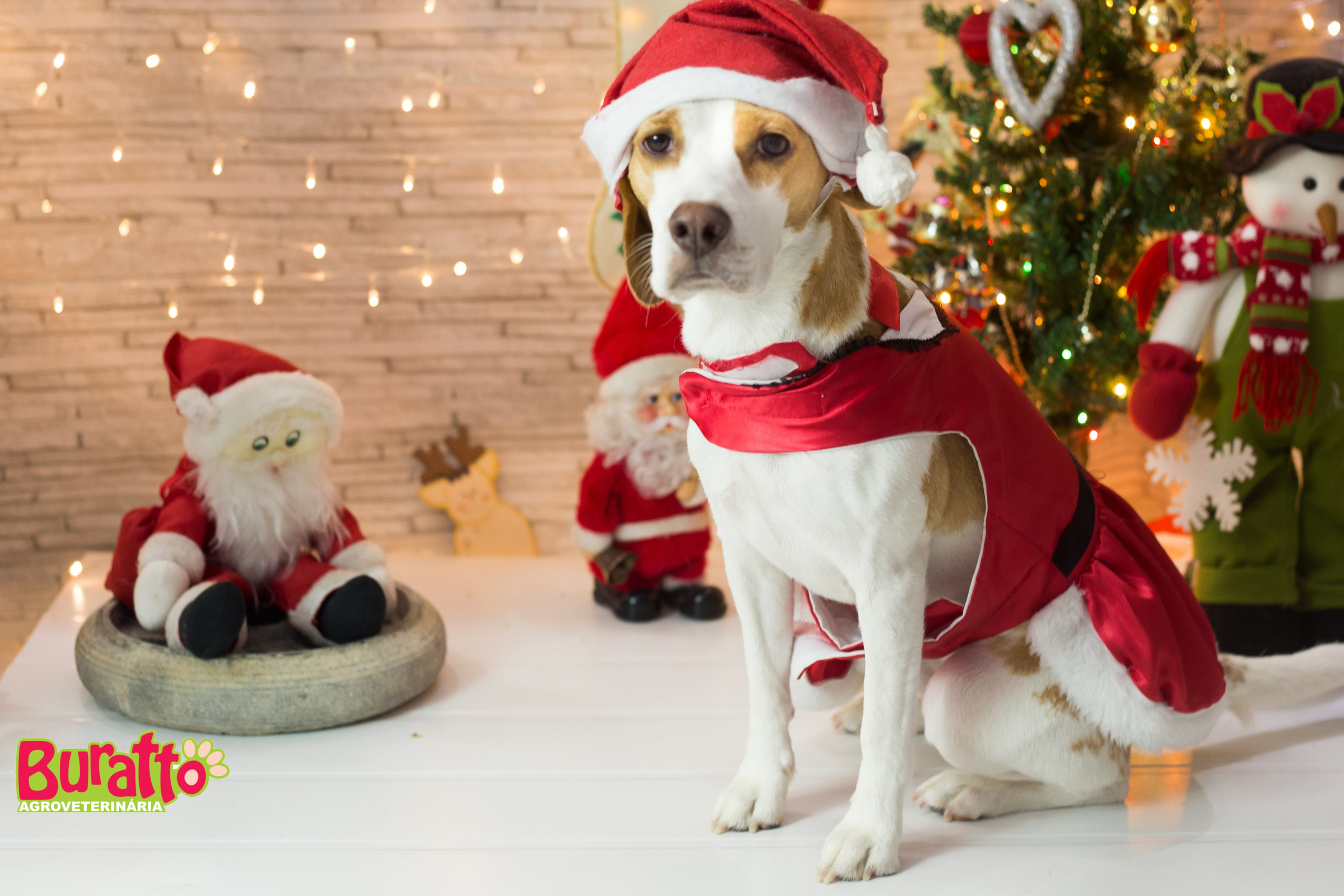 2018 — Natal encantado dos Pets. Fotografia Pet — estúdio, eventos, aniversários, ensaios temáticos