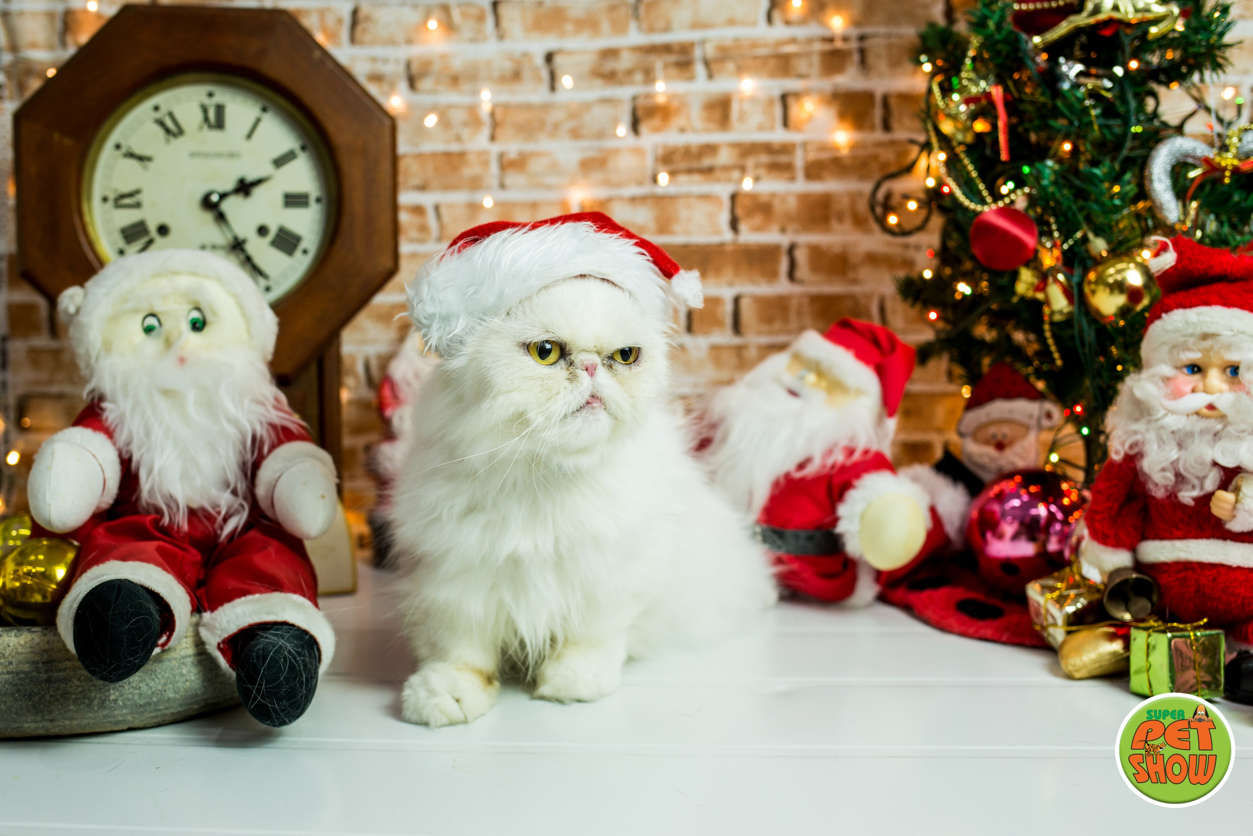 2019 — Natal encantado dos Pets. Fotografia Pet — estúdio, eventos, aniversários, ensaios temáticos