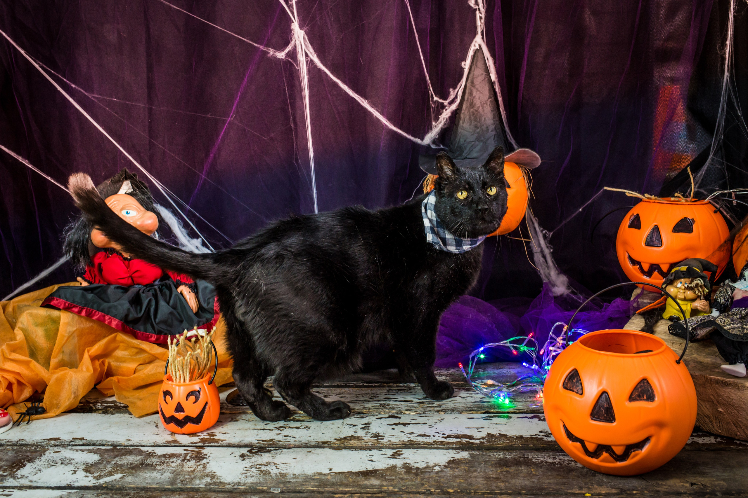 Hallowen — 2020 Doces ou travessuras. Fotografia Pet — estúdio, eventos, aniversários, ensaios temáticos