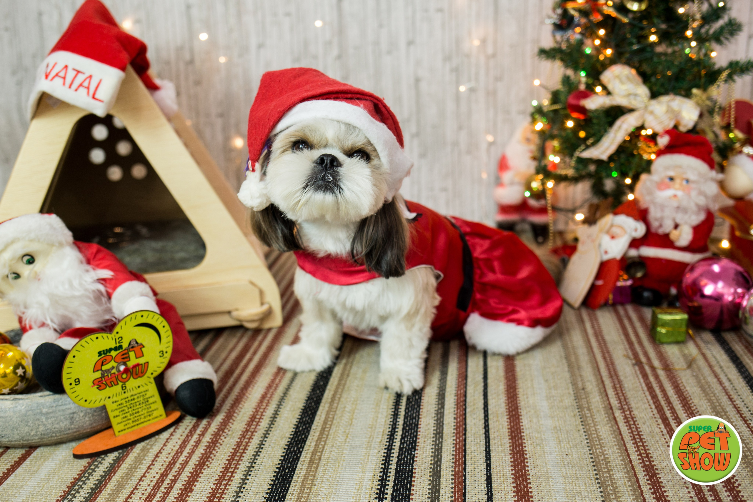 2019 — Natal encantado dos Pets. Fotografia Pet — estúdio, eventos, aniversários, ensaios temáticos