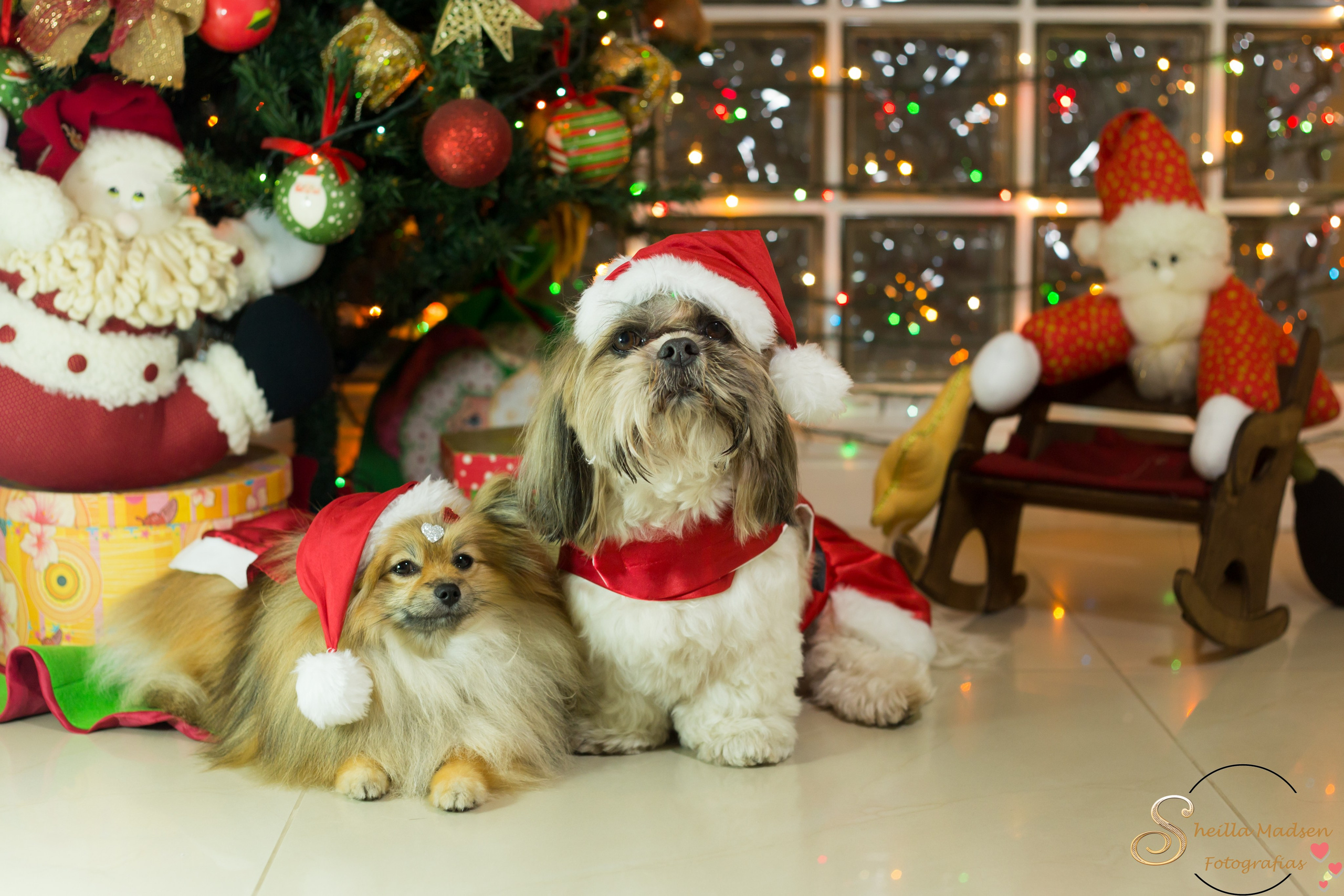 🐾 Um Natal cheio de amor, no cantinho deles. Fotografia Pet — estúdio, eventos, aniversários, ensaios temáticos