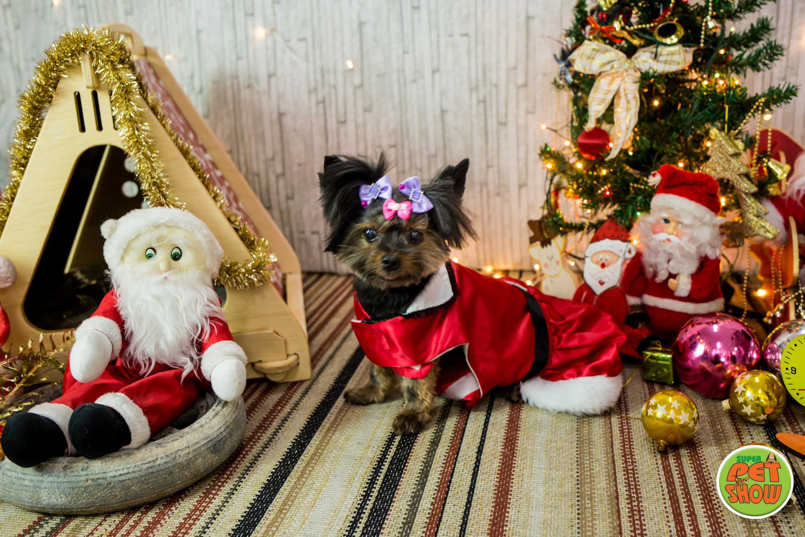 2019 — Natal encantado dos Pets. Fotografia Pet — estúdio, eventos, aniversários, ensaios temáticos
