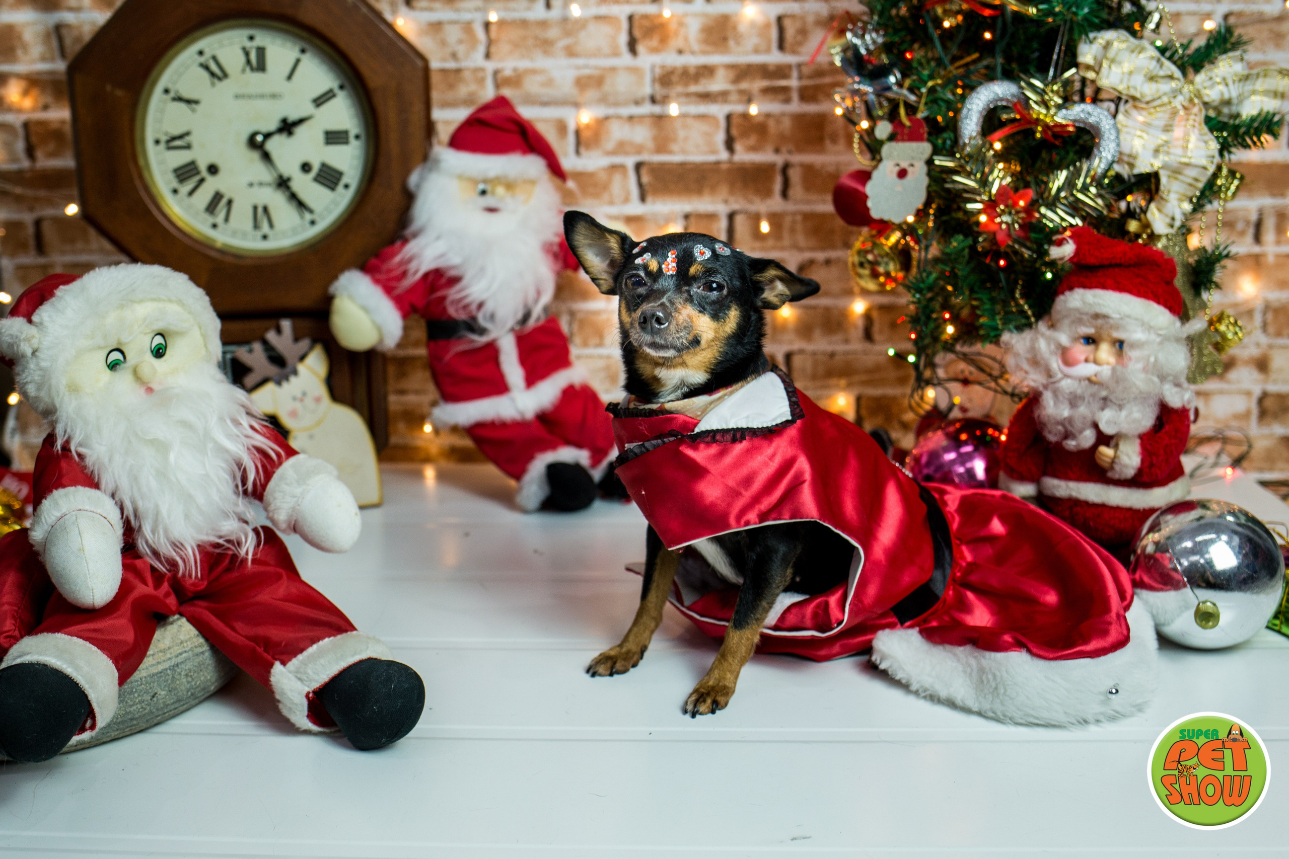 2019 — Natal encantado dos Pets. Fotografia Pet — estúdio, eventos, aniversários, ensaios temáticos
