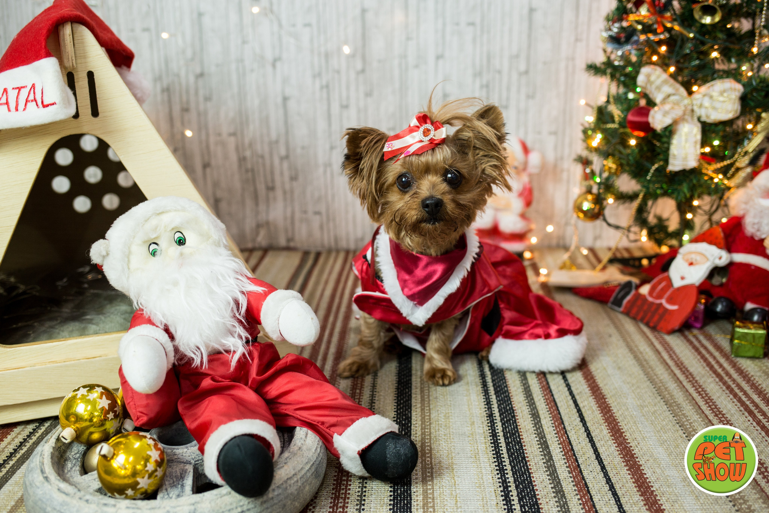 2019 — Natal encantado dos Pets. Fotografia Pet — estúdio, eventos, aniversários, ensaios temáticos