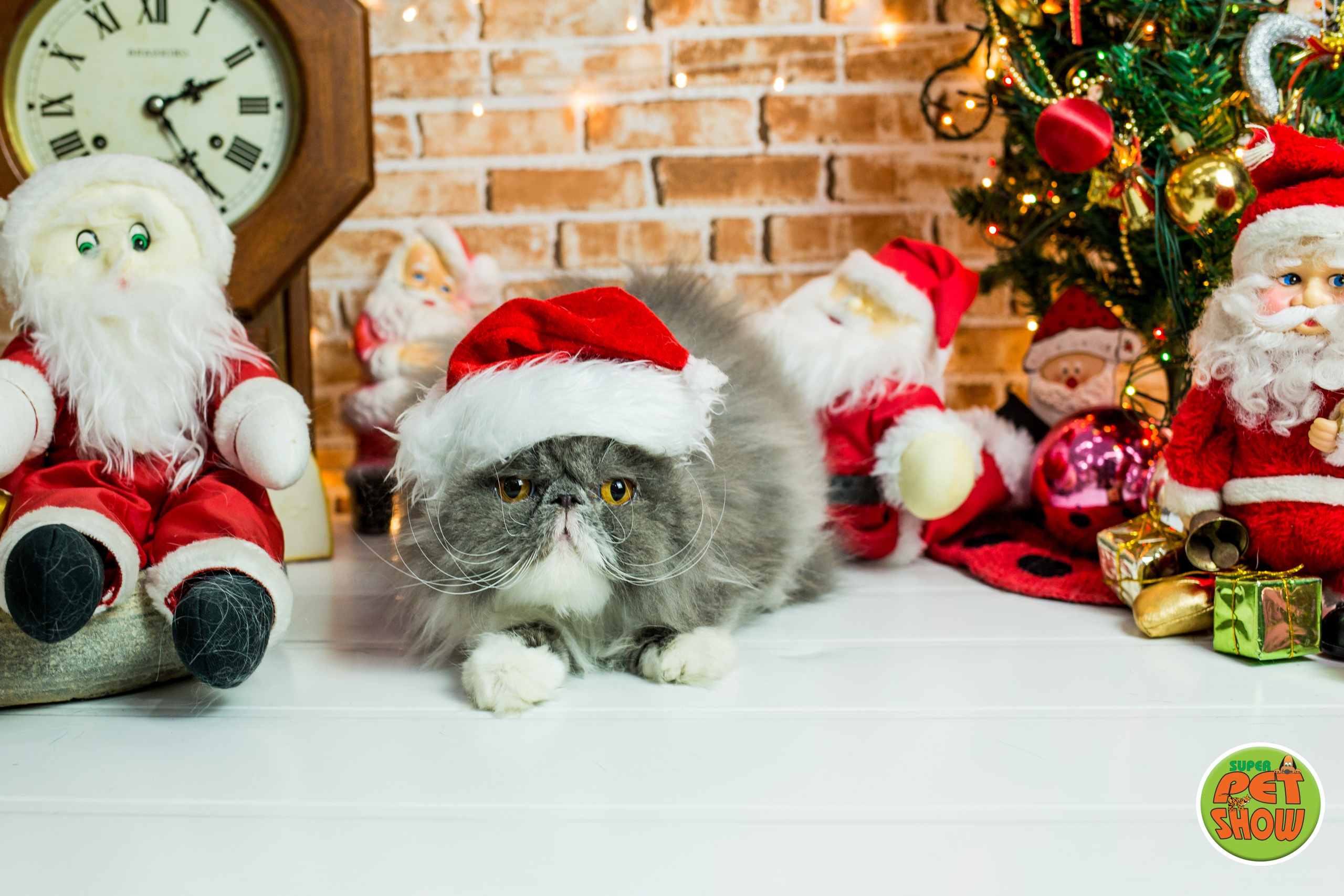 2019 — Natal encantado dos Pets. Fotografia Pet — estúdio, eventos, aniversários, ensaios temáticos