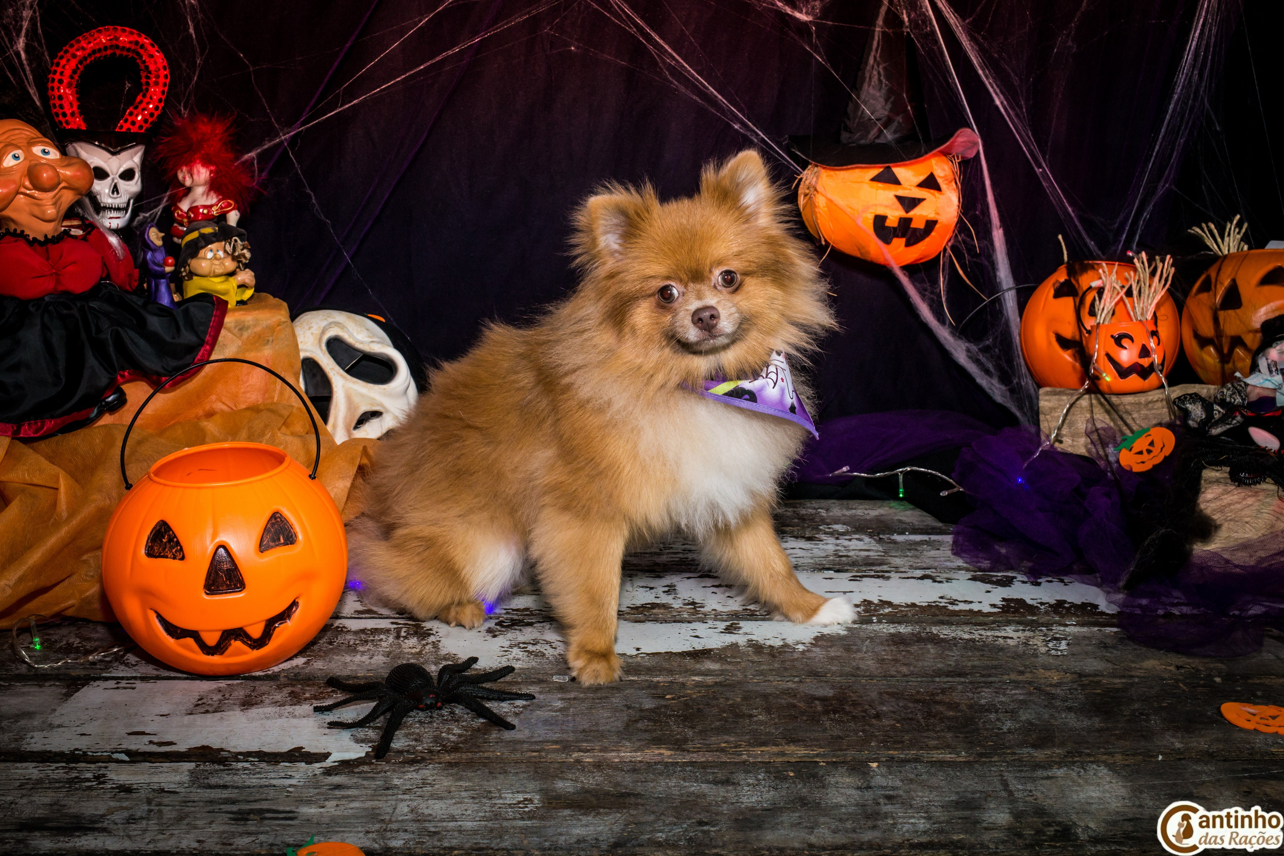 Hallowen — 2020 Doces ou travessuras. Fotografia Pet — estúdio, eventos, aniversários, ensaios temáticos