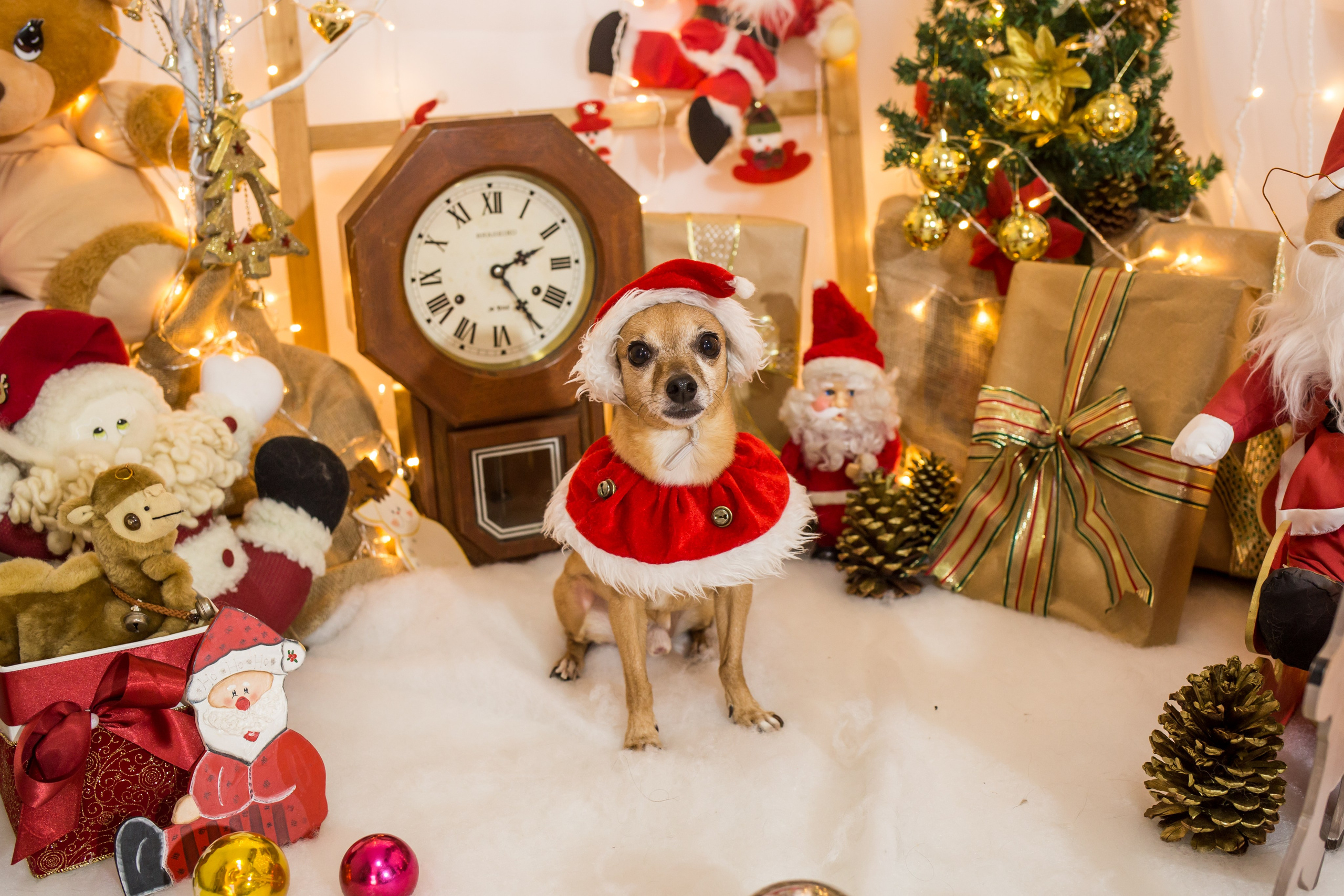 2021 — Natal encantado dos Pets. Fotografia Pet — estúdio, eventos, aniversários, ensaios temáticos