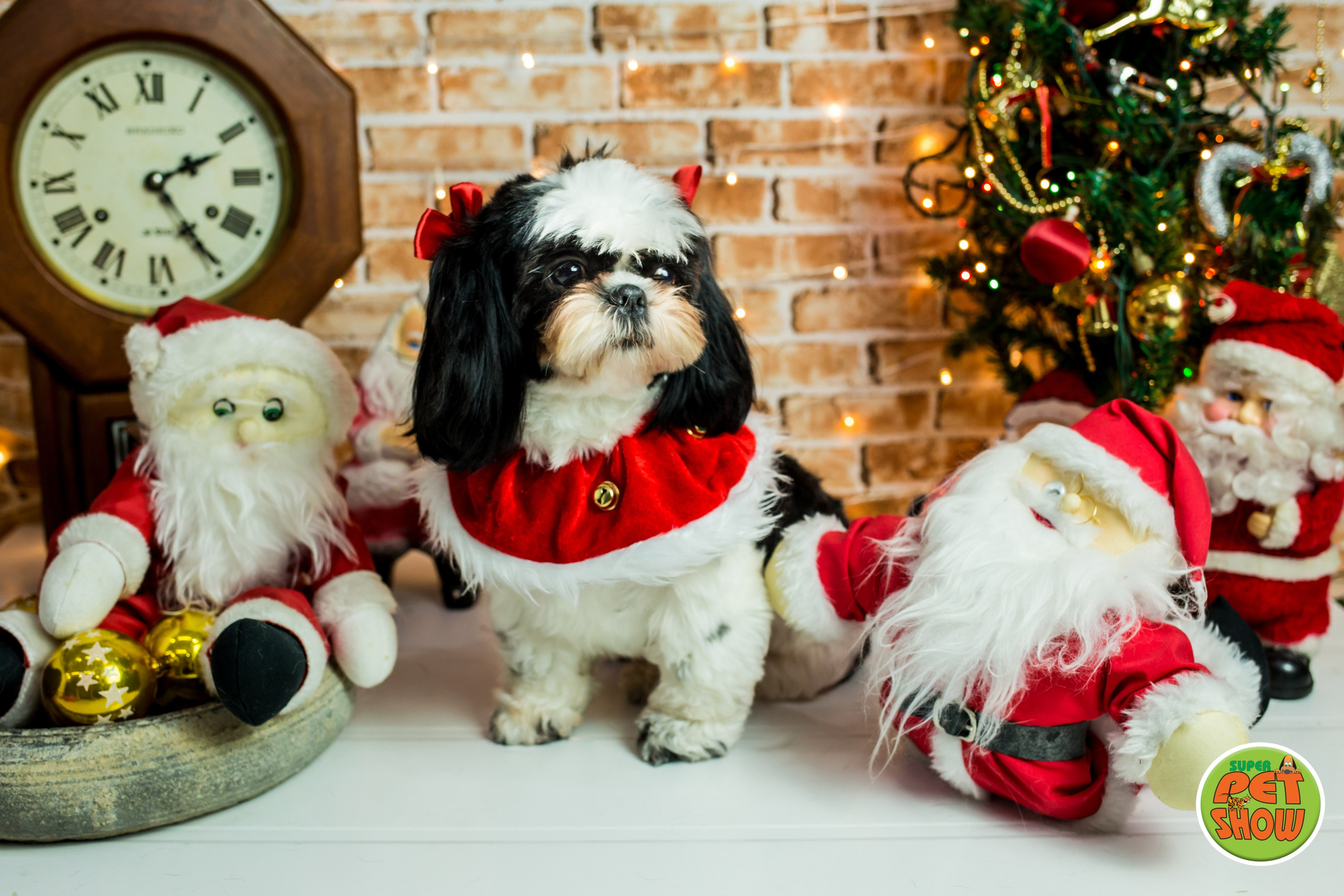 2019 — Natal encantado dos Pets. Fotografia Pet — estúdio, eventos, aniversários, ensaios temáticos