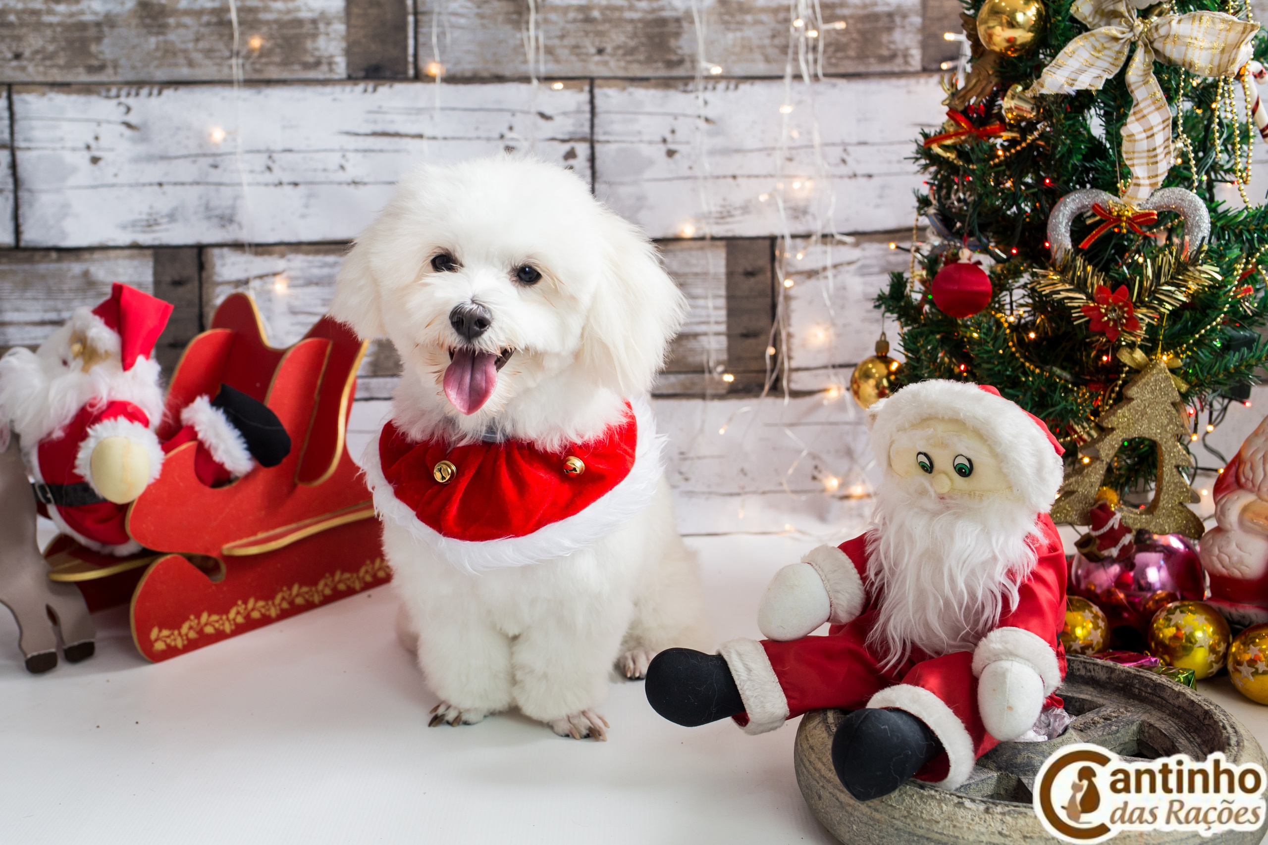 2019 — Natal encantado dos Pets. Fotografia Pet — estúdio, eventos, aniversários, ensaios temáticos