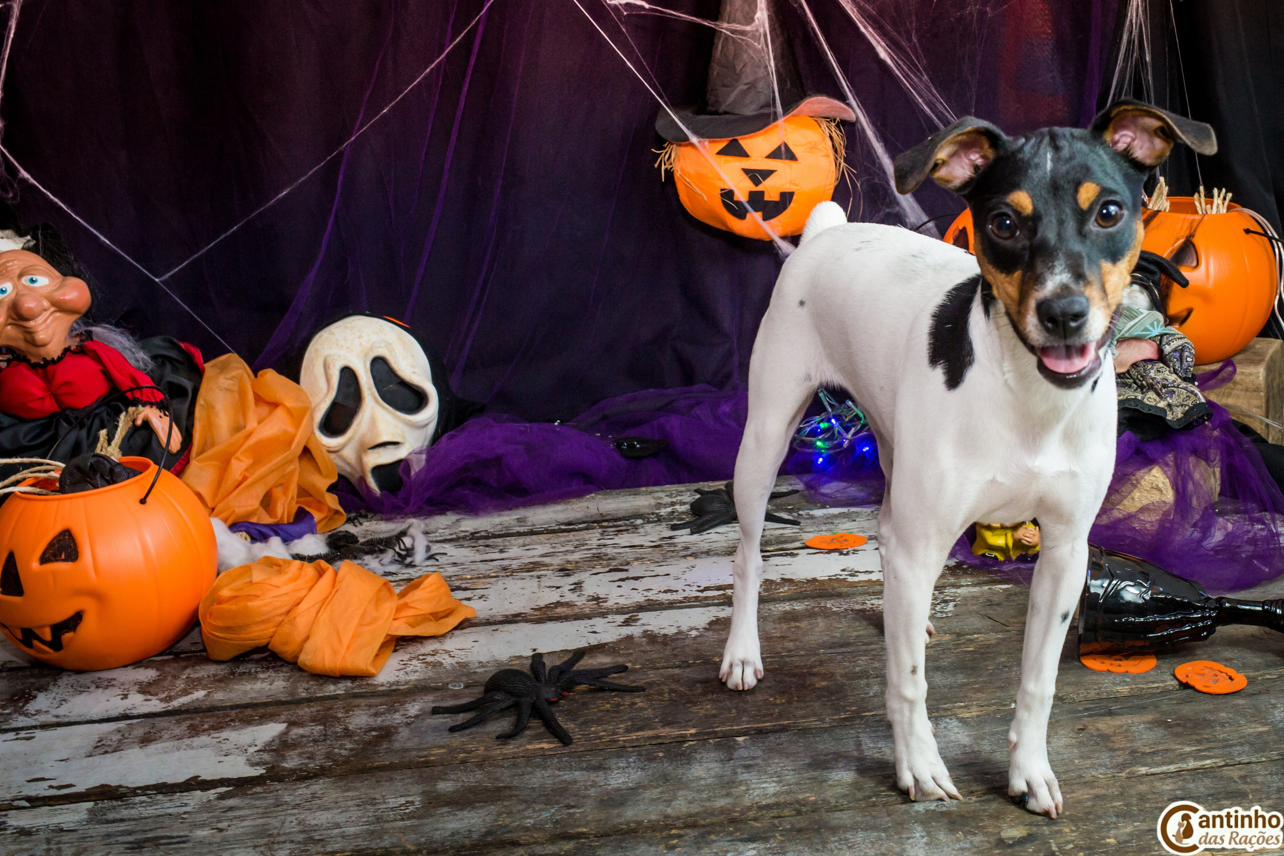 Hallowen — 2020 Doces ou travessuras. Fotografia Pet — estúdio, eventos, aniversários, ensaios temáticos
