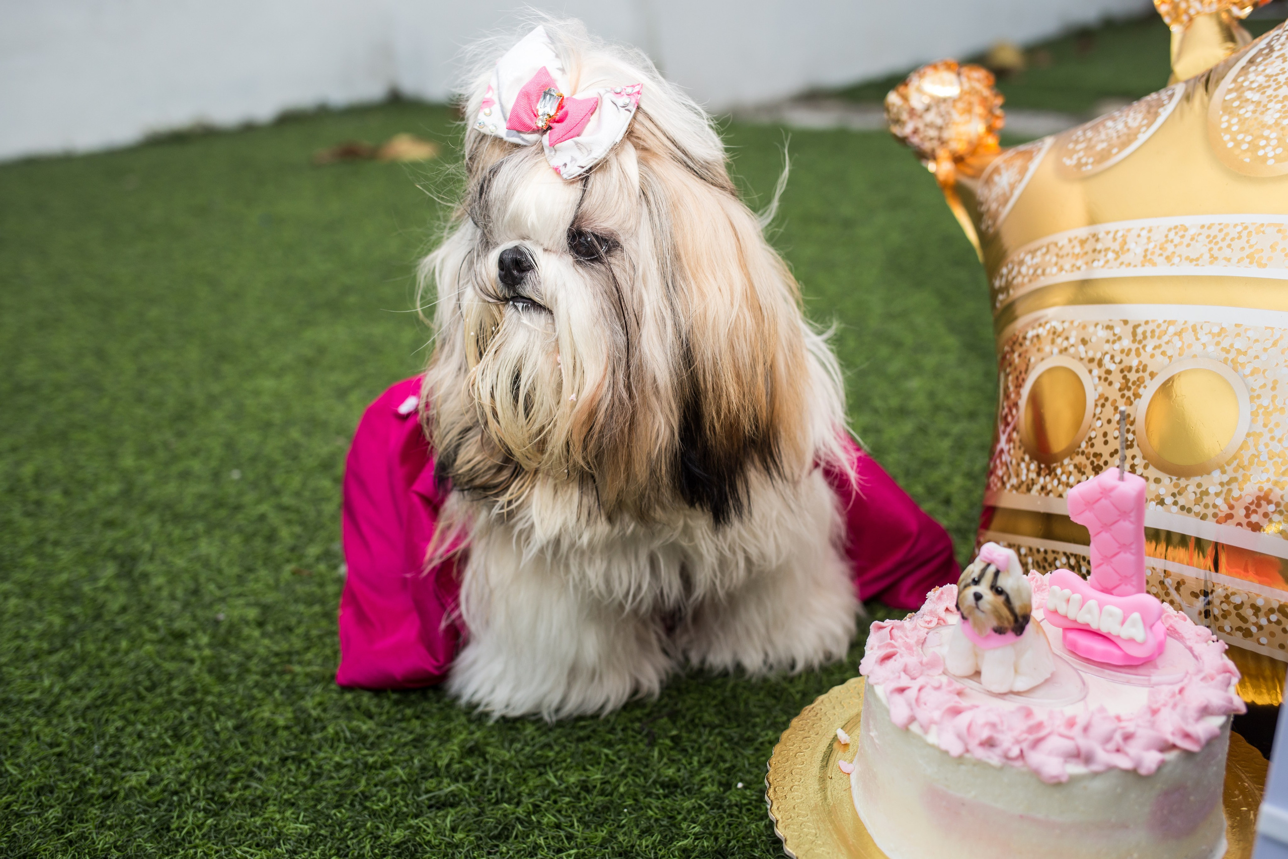 Kiara — 1 aninho. Fotografia Pet — estúdio, eventos, aniversários, ensaios temáticos